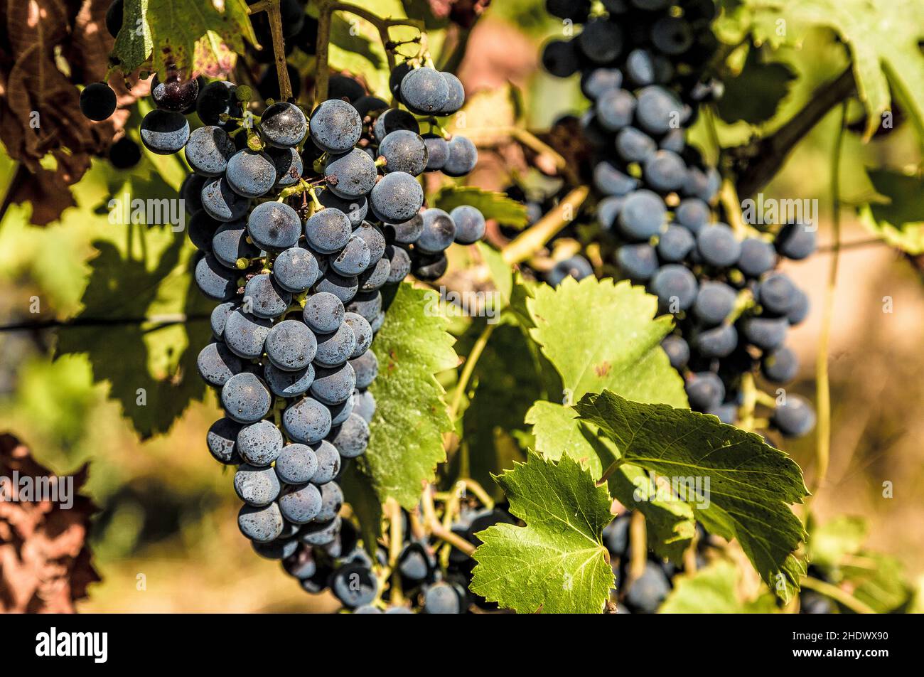 Java Graps Blue grapes, blue grapes, grape, blue grape Stock Photo - Alamy