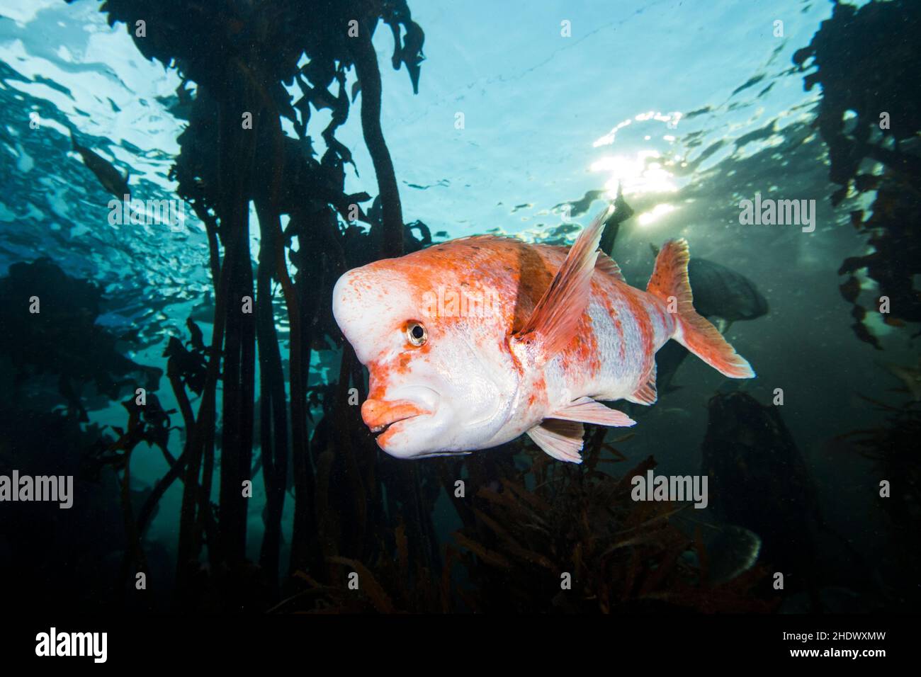 A Red stumpnose fish underwater (Chrysoblephus gibbiceps) between kelp with a white body and red to orange color blotches. Stock Photo