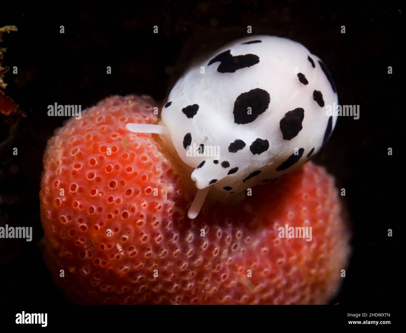 A white Cowrie underwater (Cypraea) with black blotches sitting on the reef facing the camera. Stock Photo