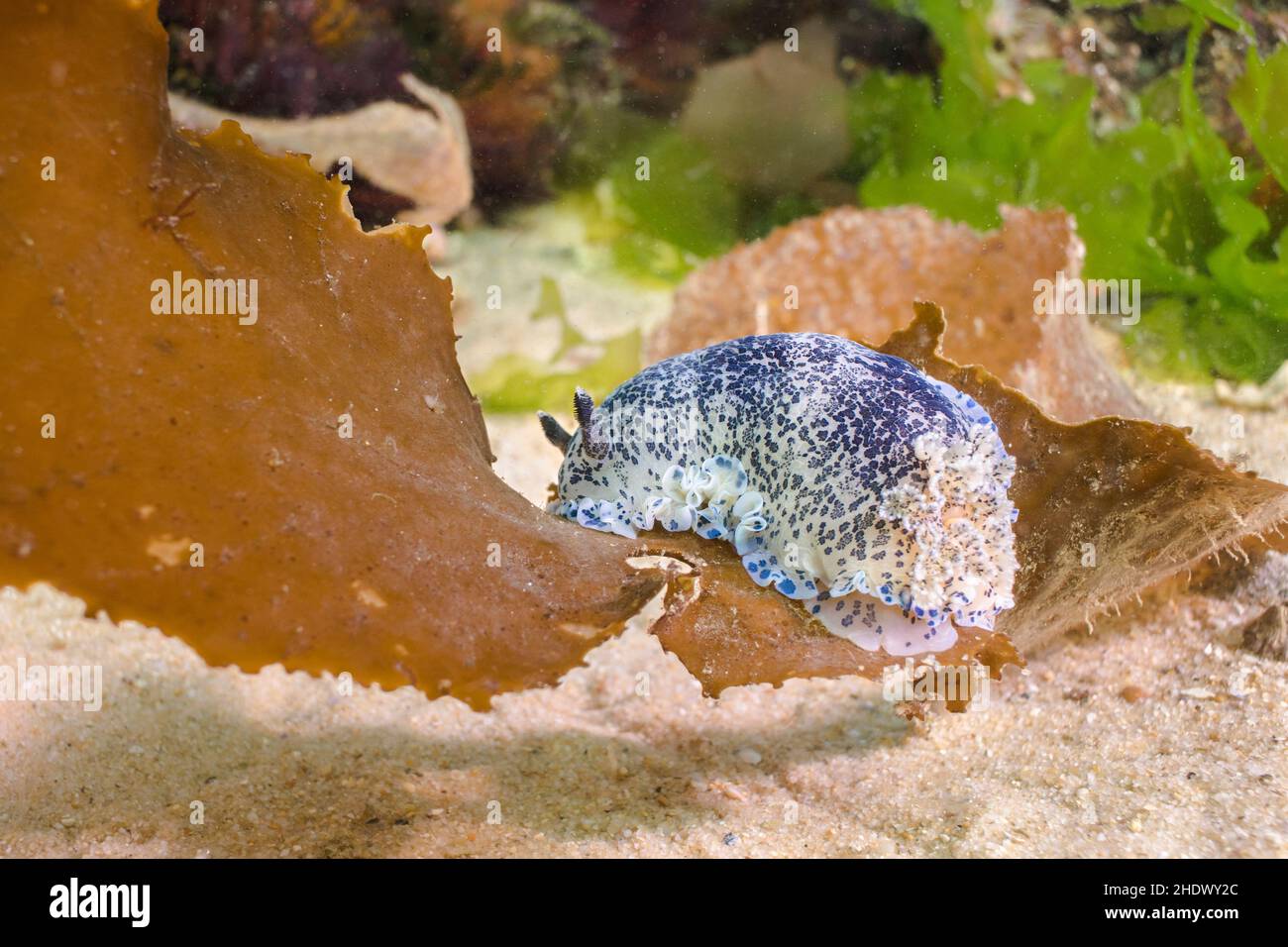 Blue-speckled nudibranch from behind (Dendrodoris caesia) on a piece of kelp floating on the ocean floor. White body covered with blue speckles. Stock Photo