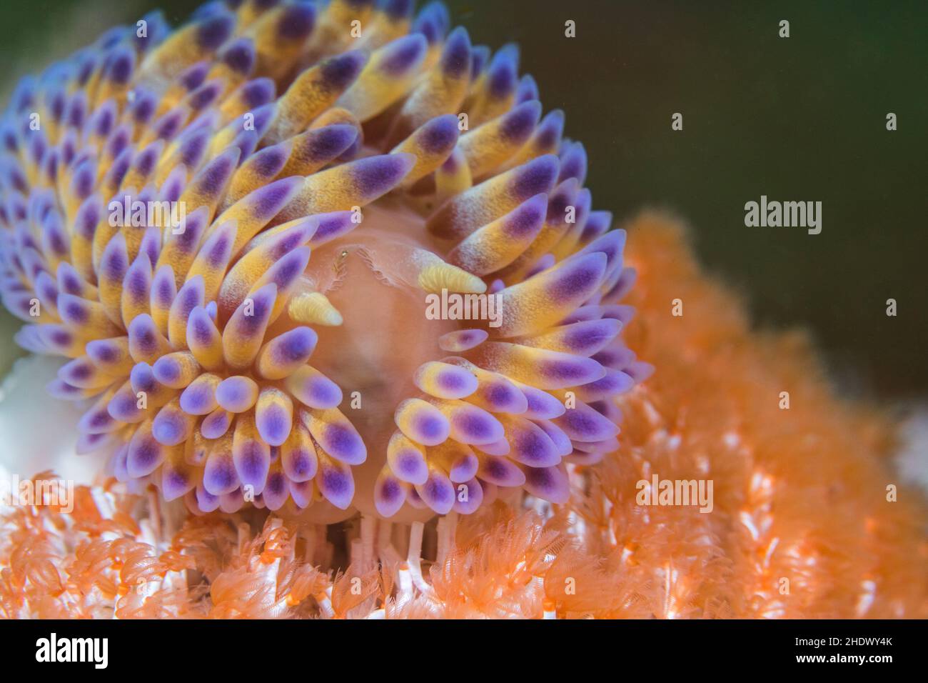 Close-up of a Gas flame nudibranch or sea slug (Bonisa nakaza) underwater facing the camera. Its body is densely covered with yellow cerata Stock Photo