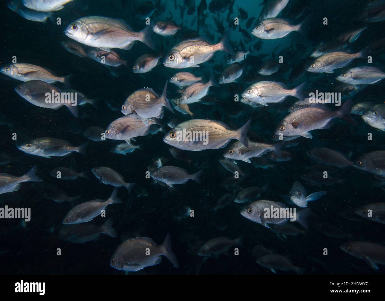 Close-up of a School of silver Hottentot fish underwater (Pachymetopon blochii) swimming in deep water. Stock Photo
