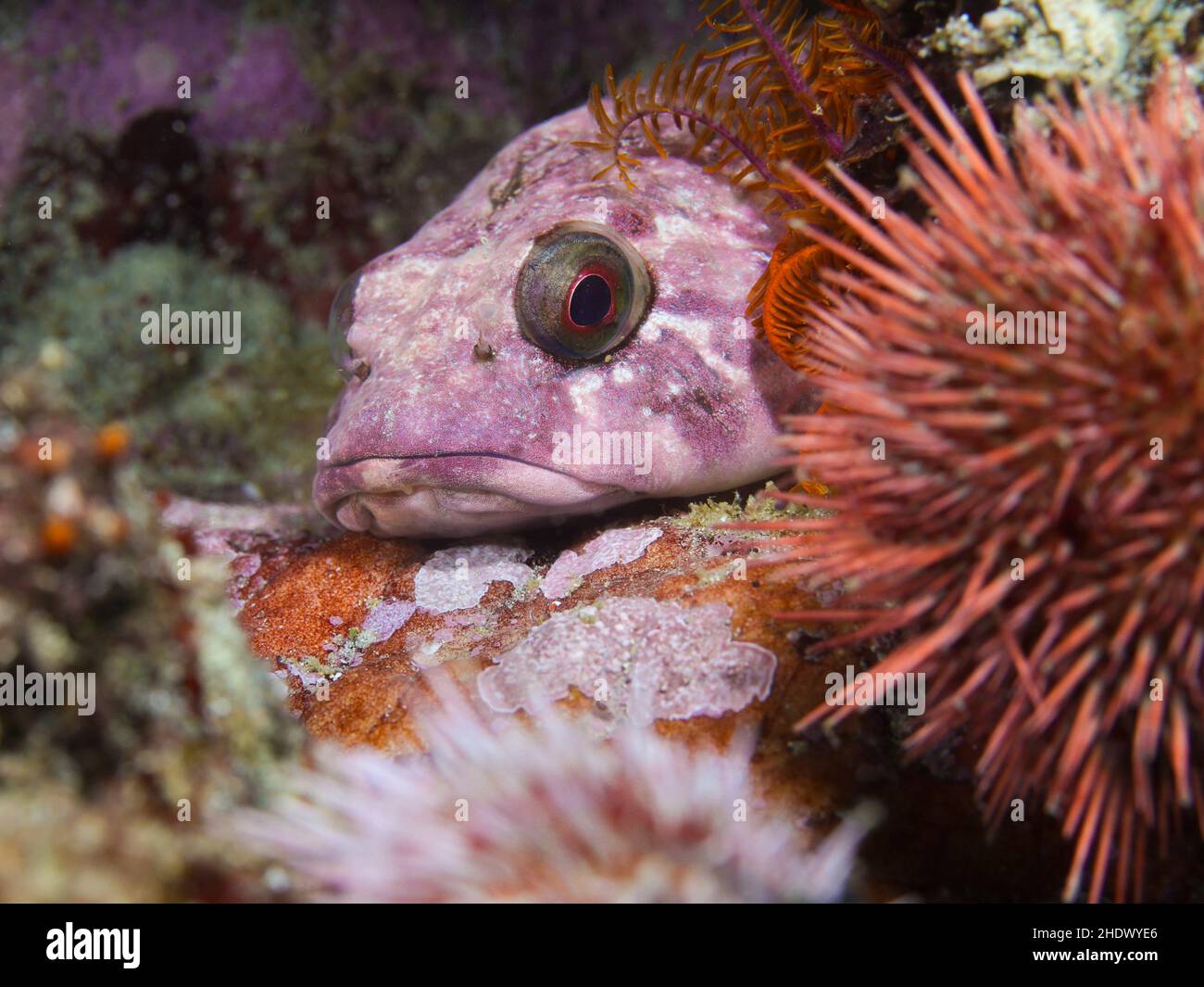 Rocksucker or giant clingfish (Chorisochismus dentex) hiding behind some sea urchins with pale pink coloration. Stock Photo