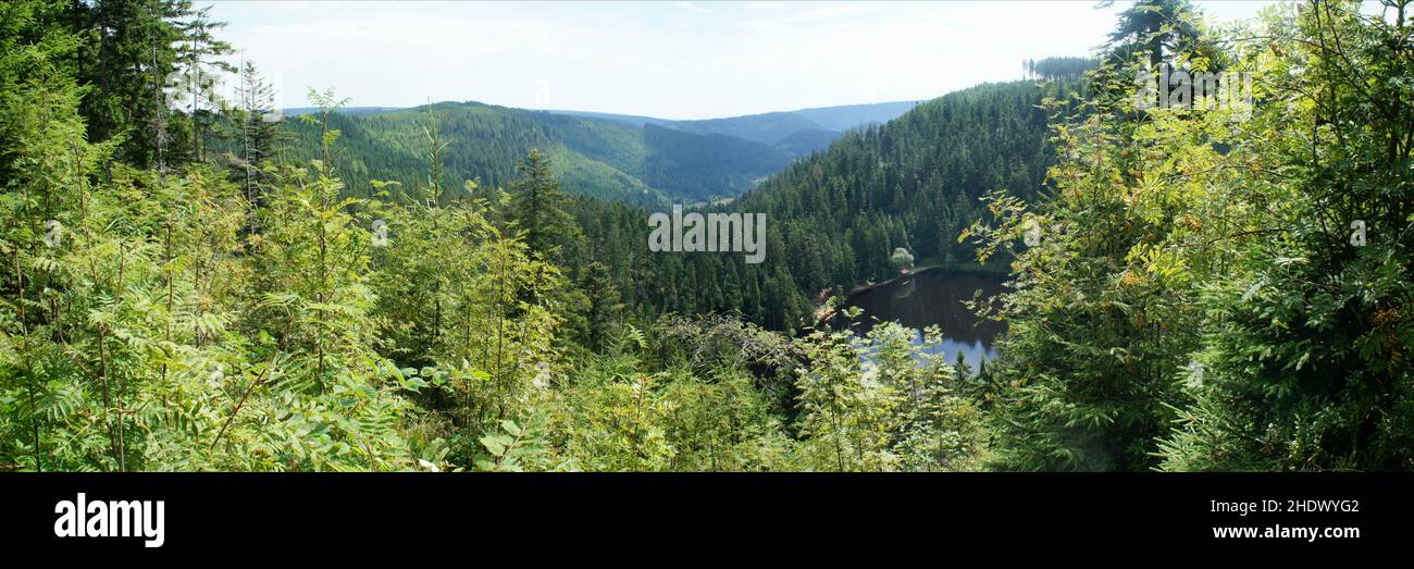 black forest, bad rippoldsau schapbach, glaswaldsee, black forests, wood Stock Photo