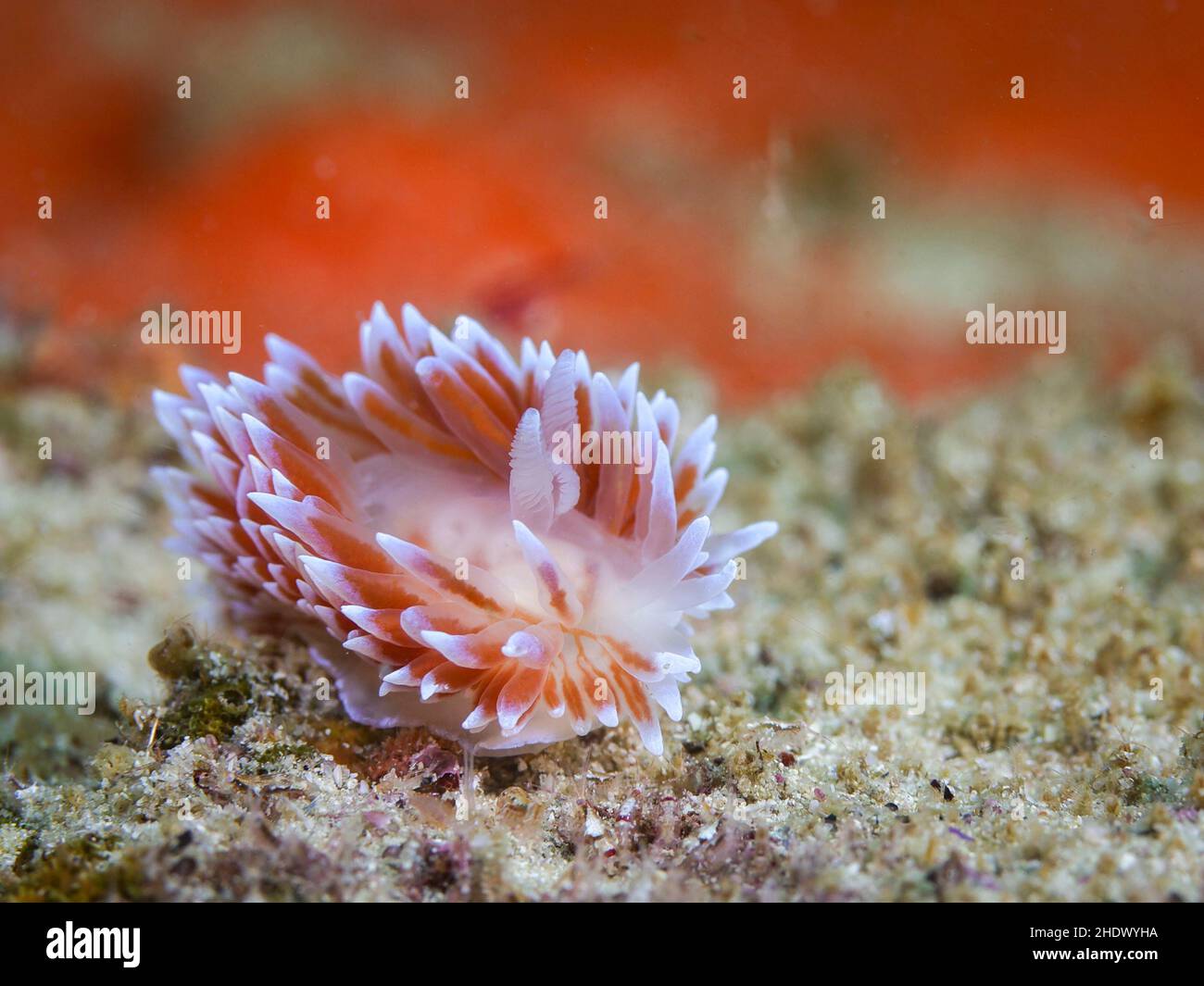 Silvertip nudibranch or sea slug underwater (Janolus capensis) moving over the reef. White body and brown cerata with white tips. Stock Photo