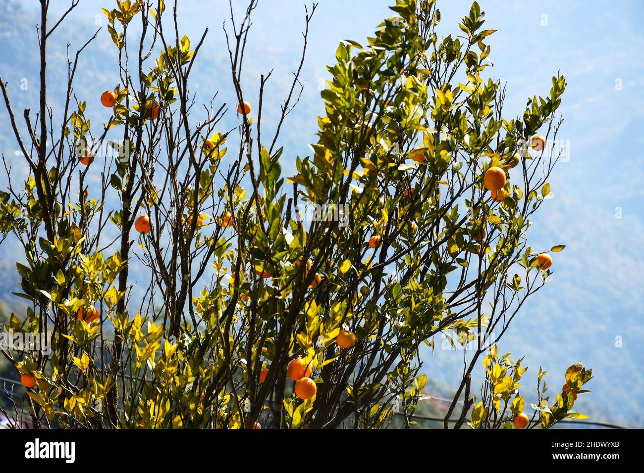 Darjeeling variety of Oranges tree and oranges citrus fruits