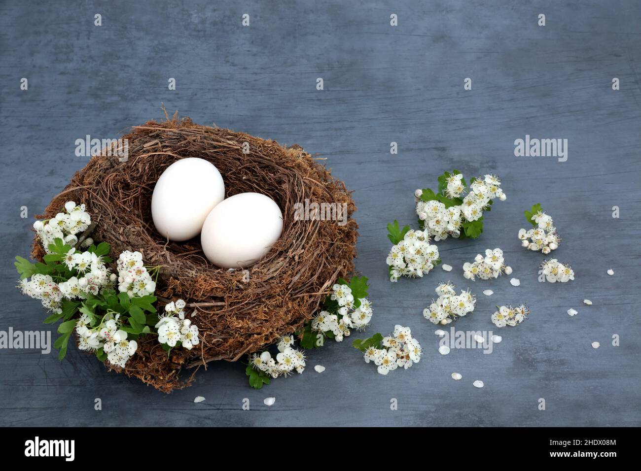 Birds nest with white eggs and hawthorn blossom flowers on mottled blue ...