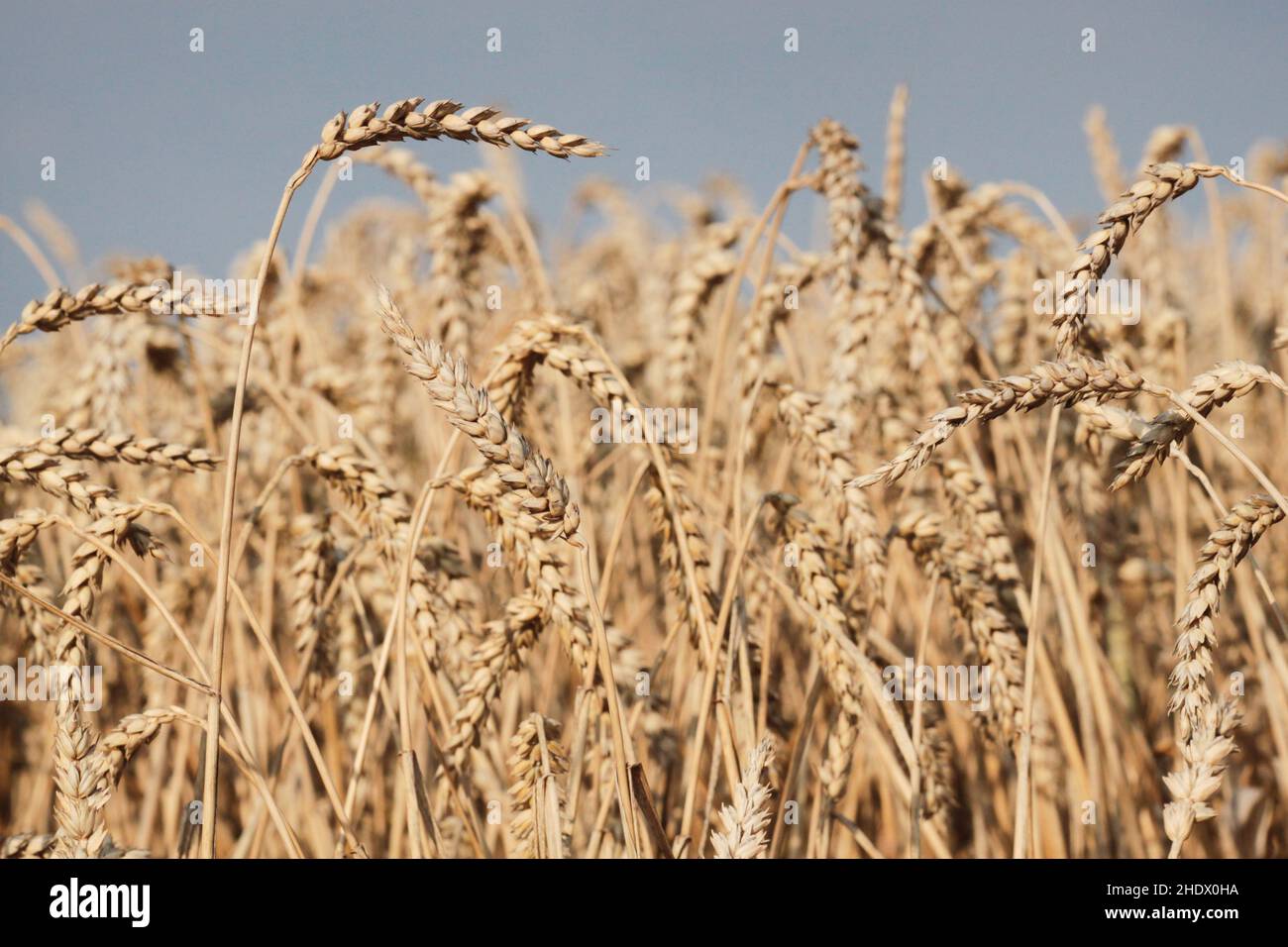 wheat, spikes, wheats Stock Photo - Alamy