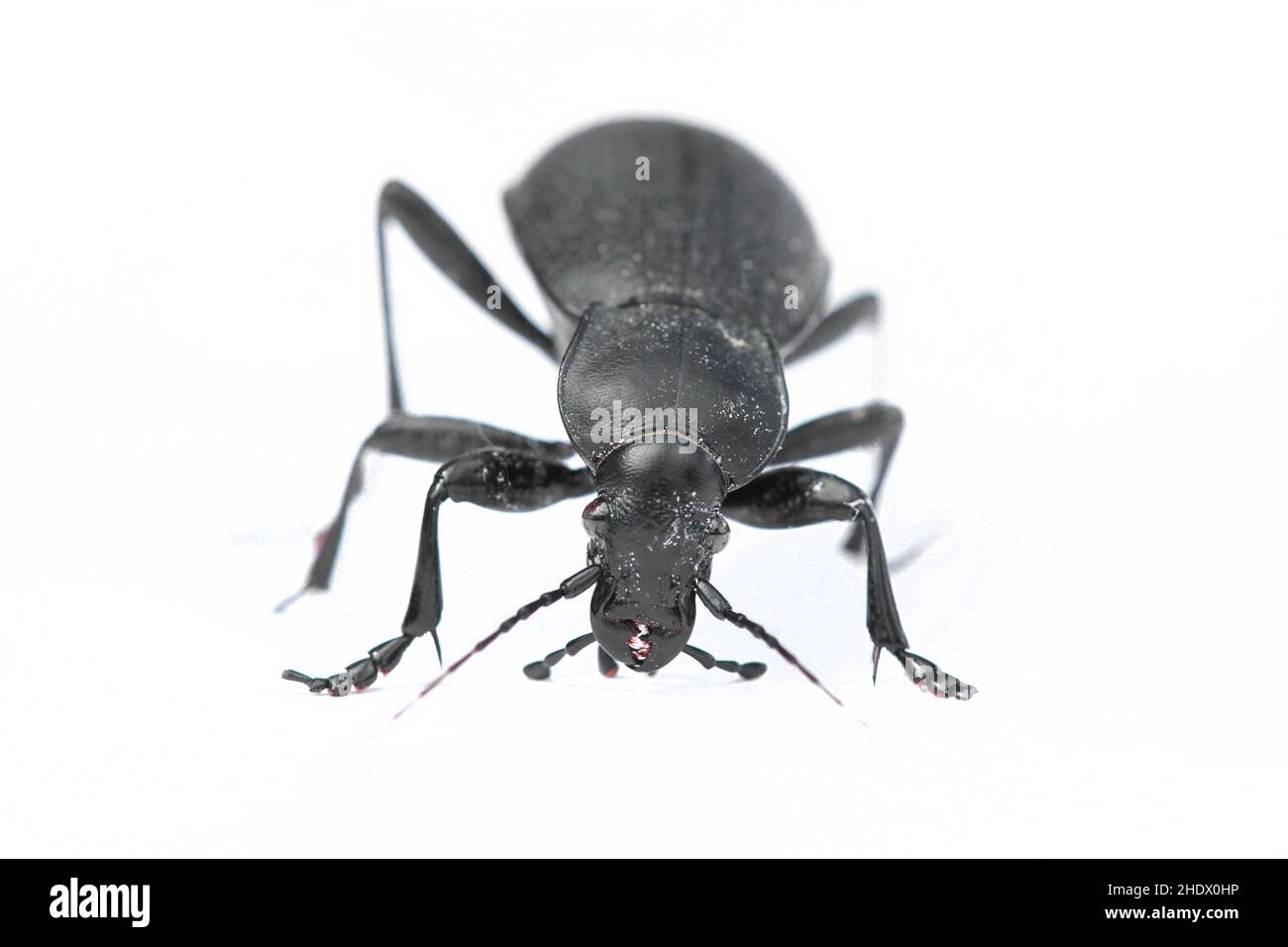 black beetle, blaps mortisaga, cellar beetle Stock Photo