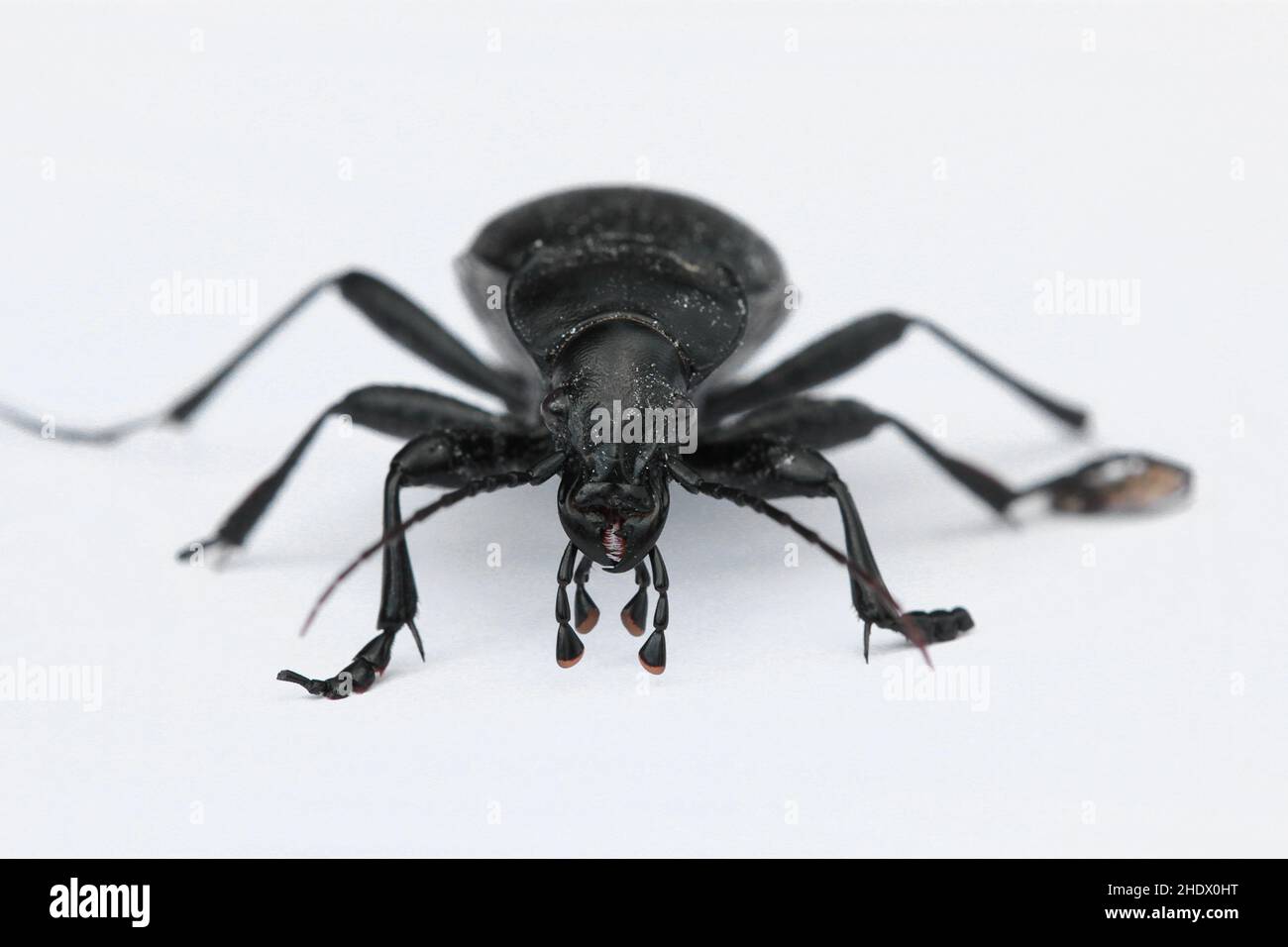 black beetle, blaps mortisaga, cellar beetle Stock Photo
