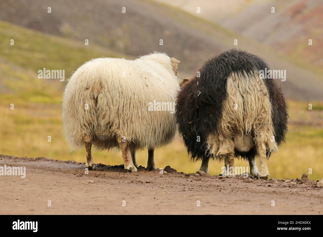 sheep, sheep wool, sheeps, sheep wools Stock Photo Alamy