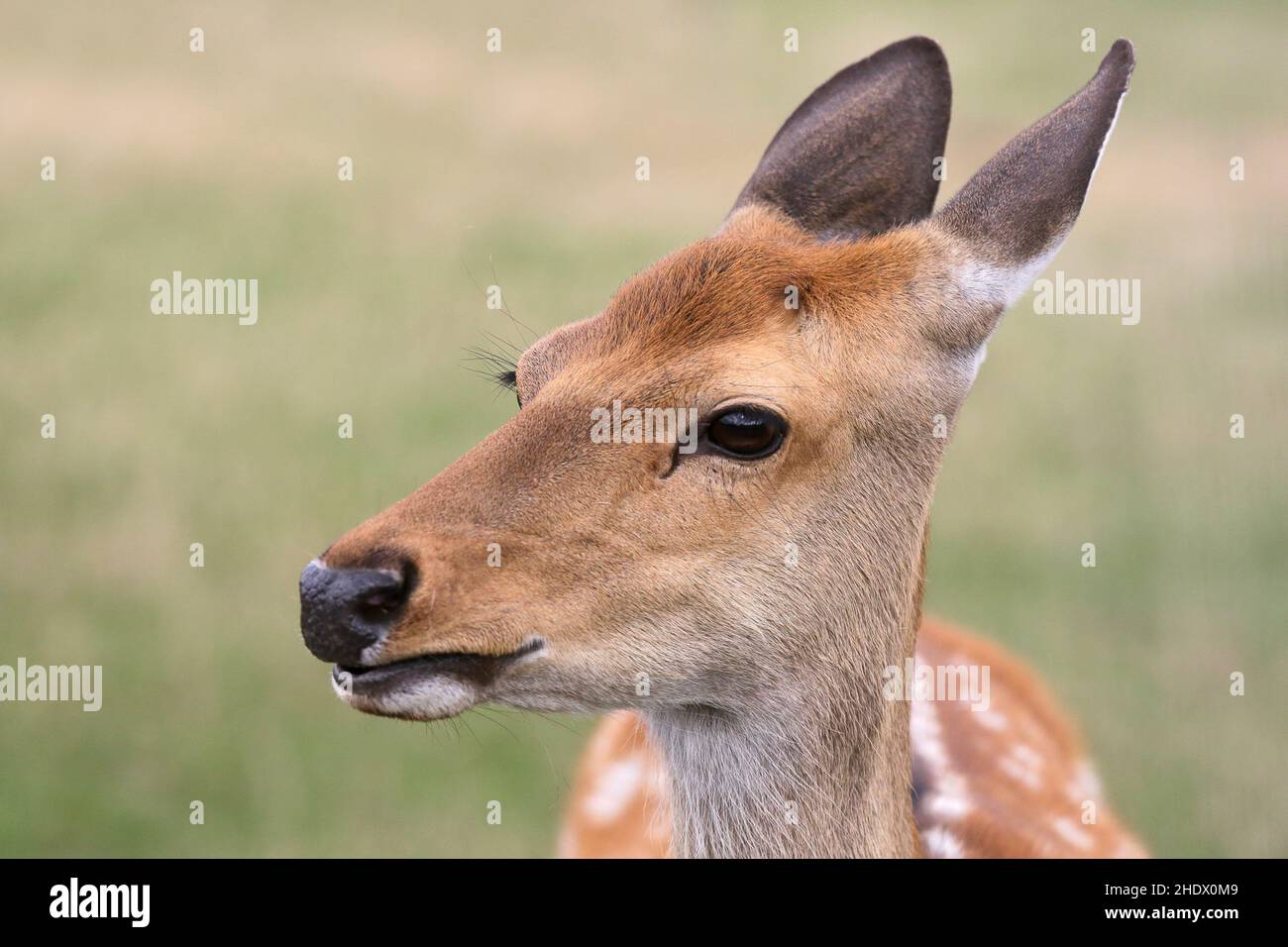 sikawild, female sika deer Stock Photo