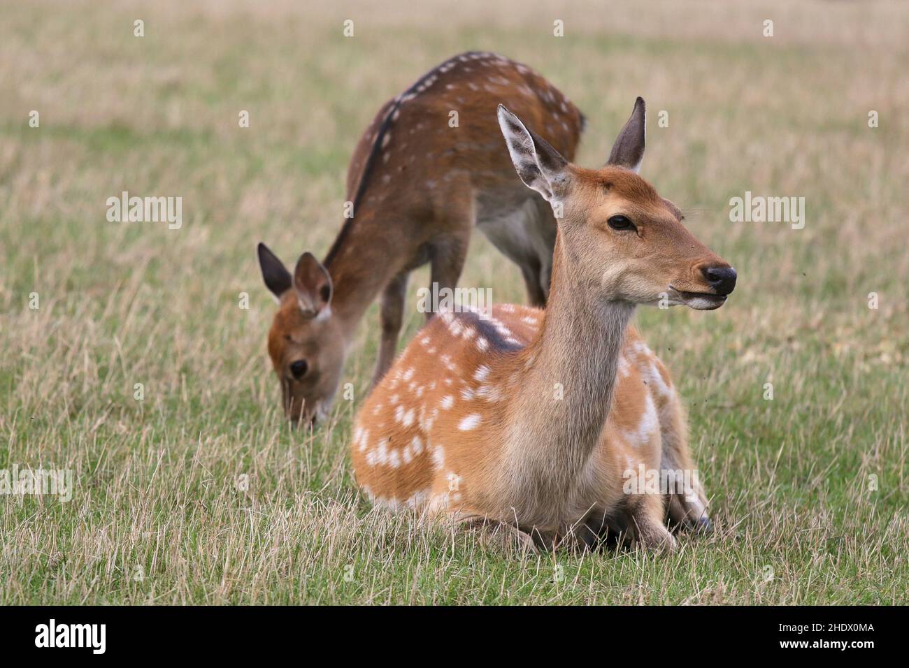 sikawild, female sika deer Stock Photo