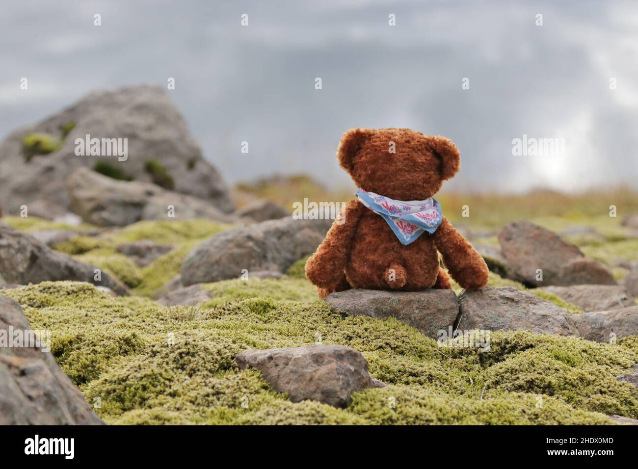 iceland teddy bear icelands teddy bears Stock Photo Alamy iceland teddy bear icelands teddy bears Stock Photo Alamy