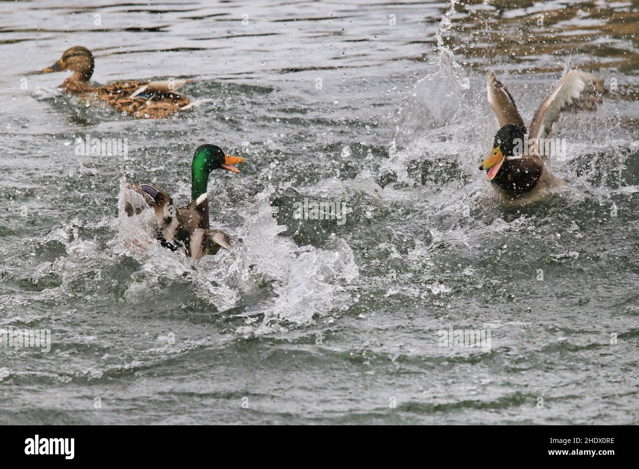 duck, fight, rival, ducks, fighting, fights, rivalries, rivalry Stock