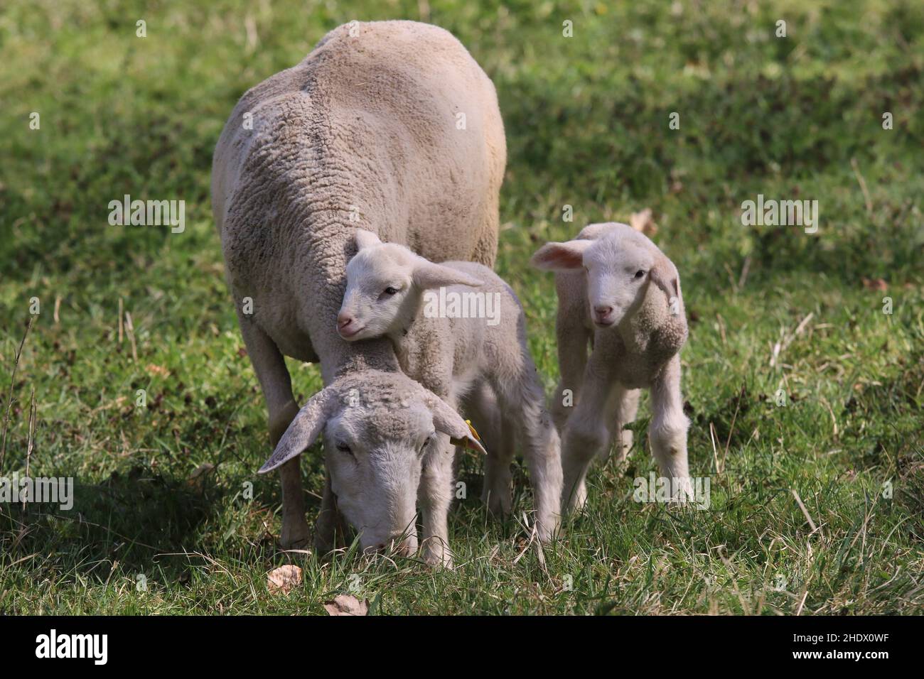 sheep, lamb, animal mother, sheeps, lambs, animal mothers Stock Photo