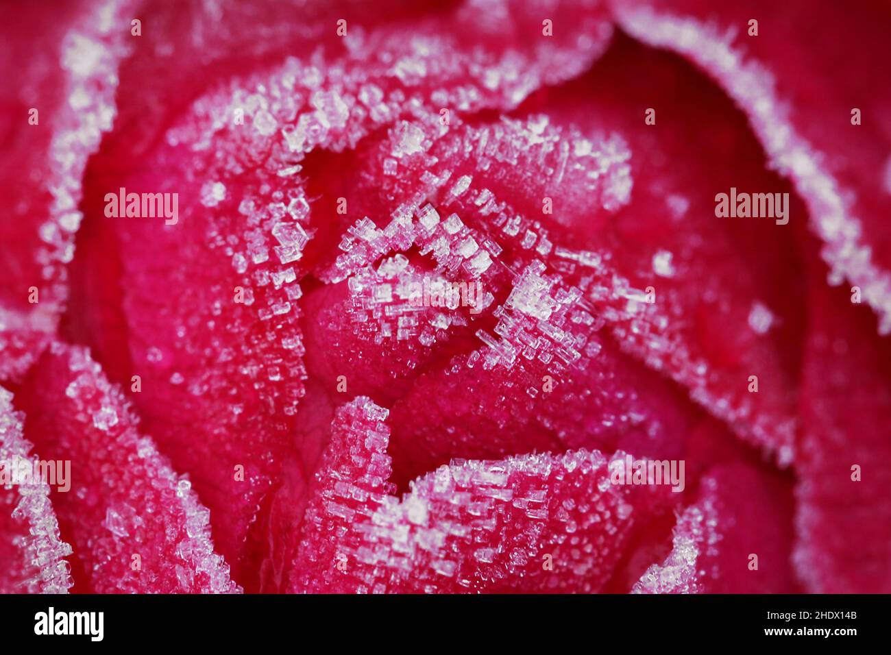 Ice Roses Etk Ice and roses red hi-res stock photography and images - Alamy