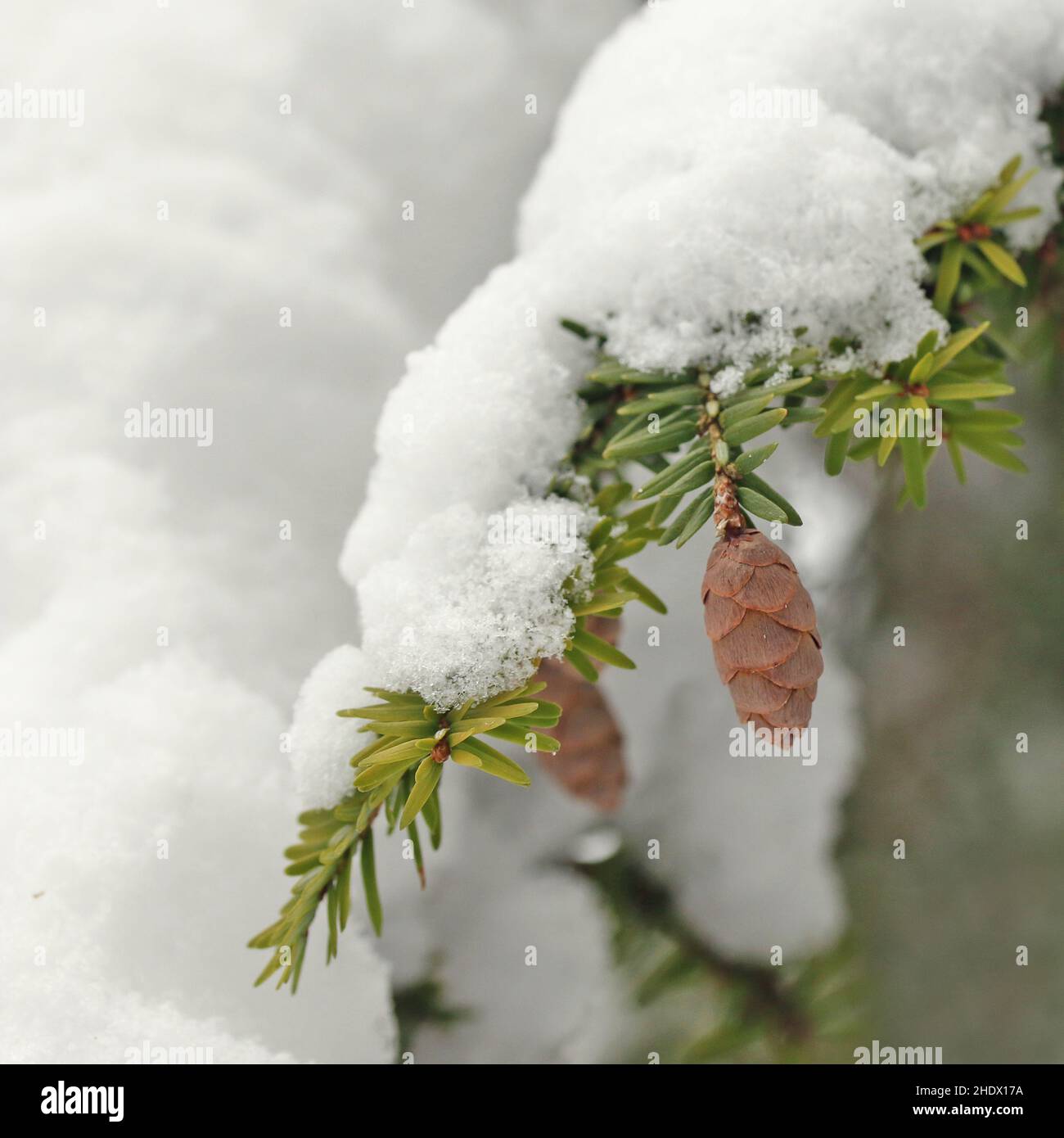 coniferous tree, snow, pine cone, coniferous trees, snowy, pine cones Stock Photo