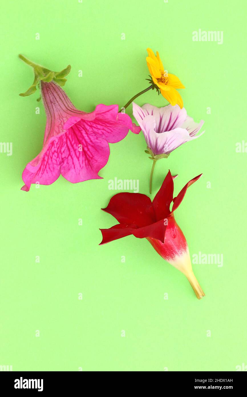 Various flowers flower hi-res stock photography and images - Alamy