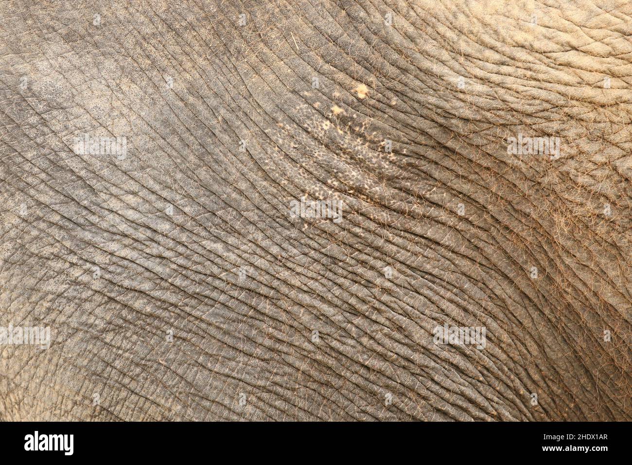 elephant skin, elephant skins Stock Photo Alamy