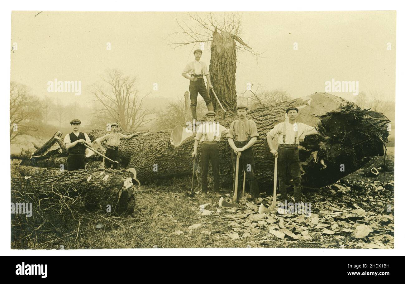 Original early 1900's period postcard of estate workers felling trees, with sharp axes, oaks, elms? at Enville, possibly Enville Hall estate, rural Staffordshire, England, U.K. early 1920's Stock Photo