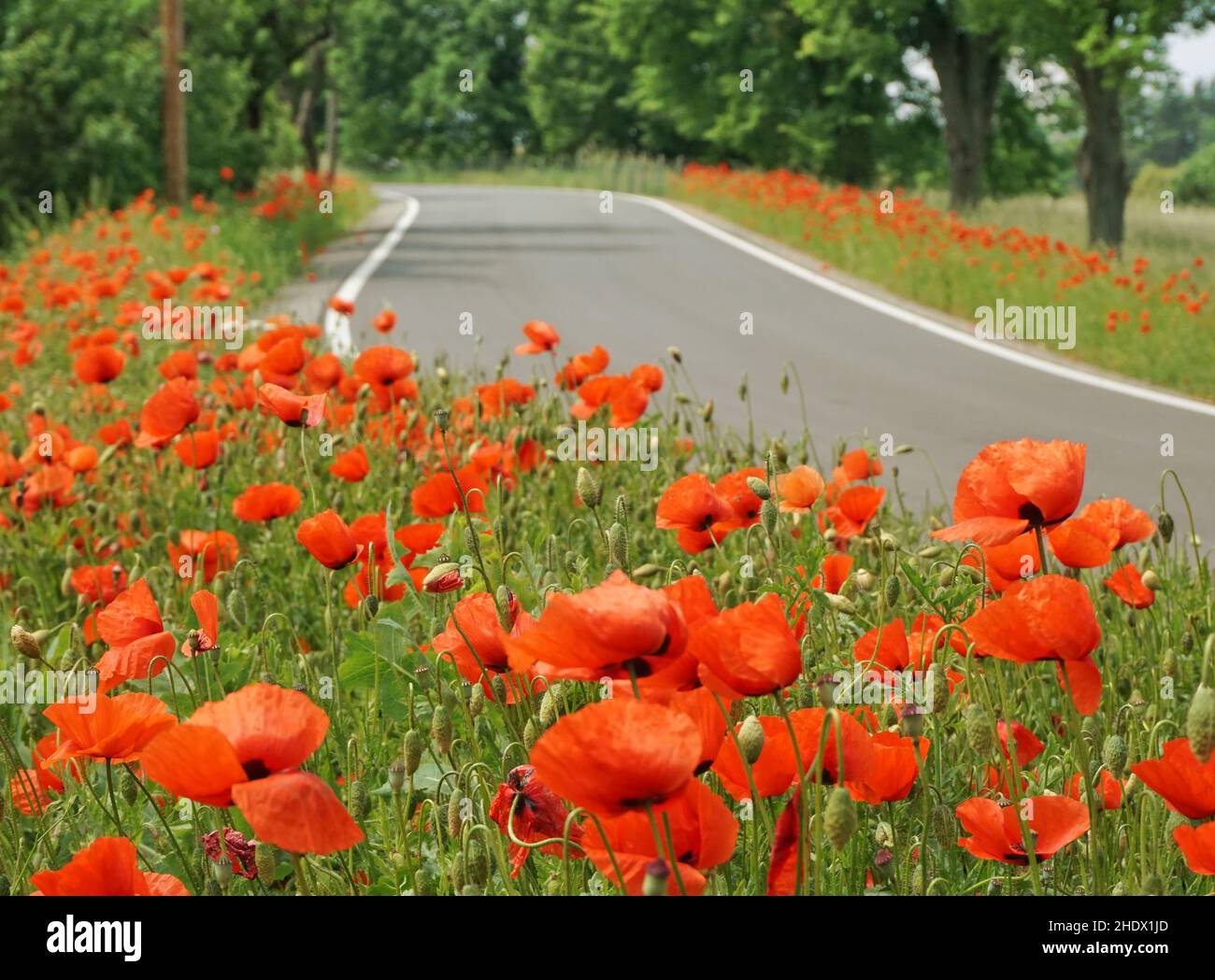 poppies, roadside, poppy, roadsides Stock Photo