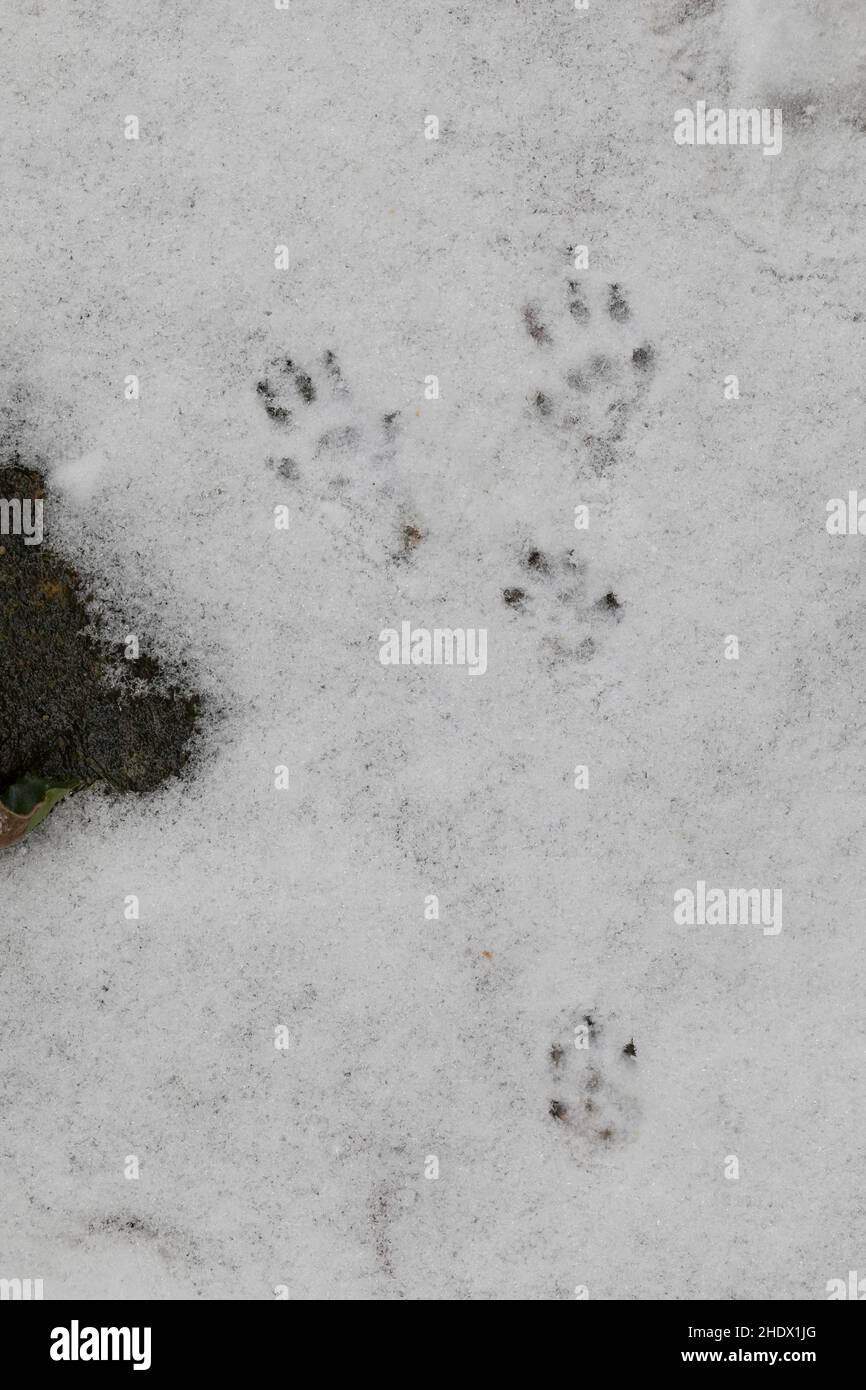 Fuabdruck Ratte Im Schnee