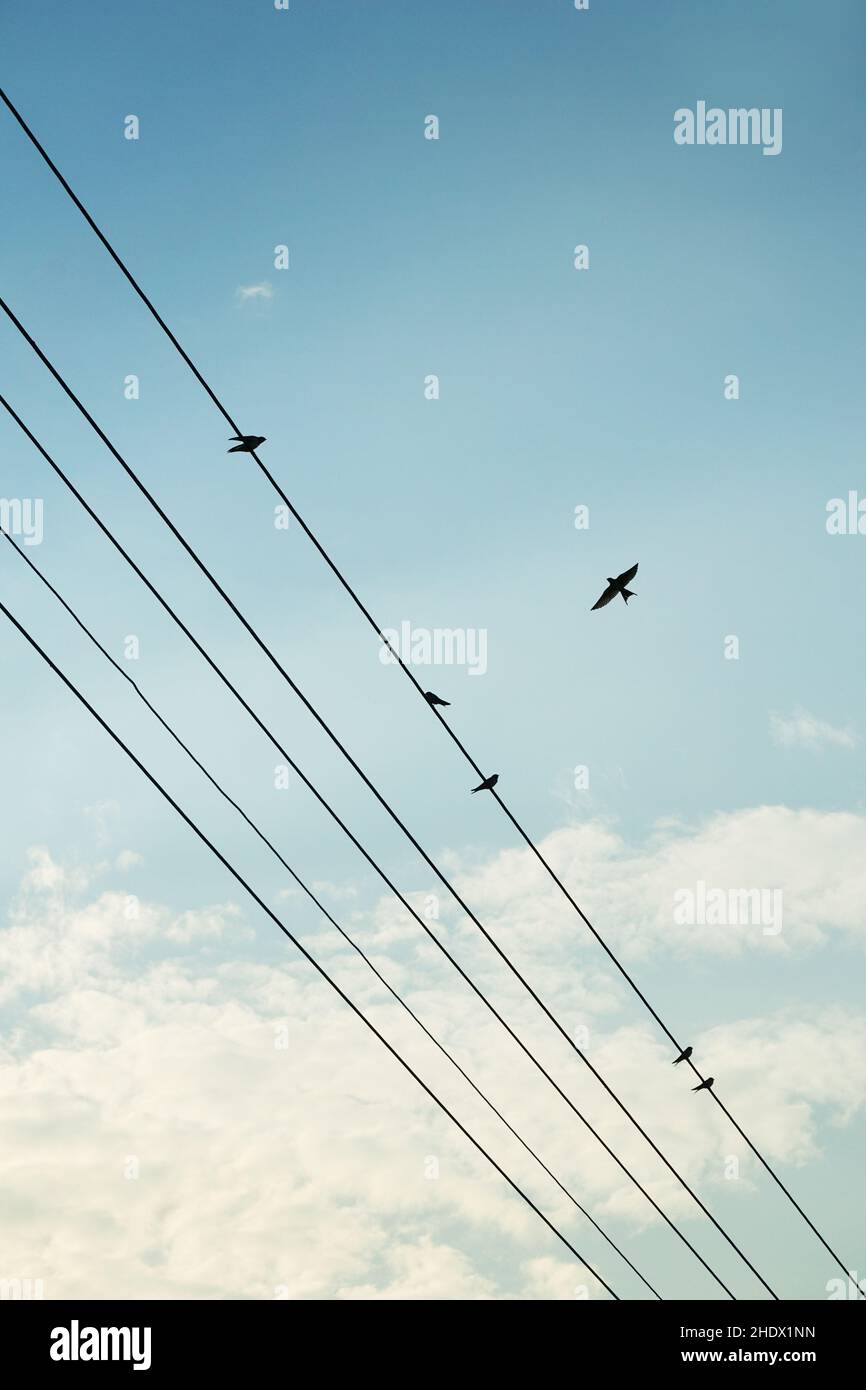 bird, power line, birds, power lines Stock Photo Alamy
