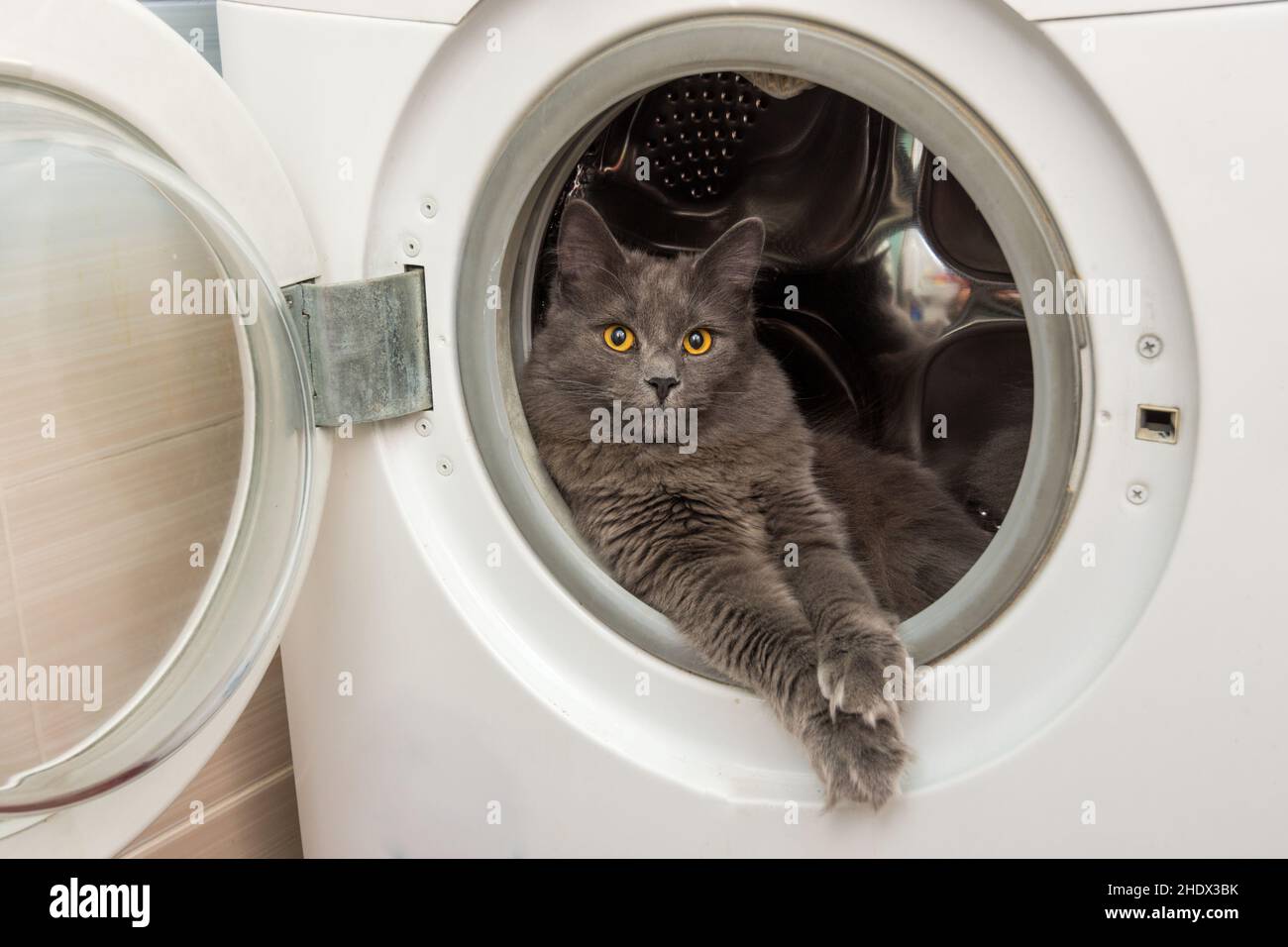 cat, washing machine, cats, washing machines Stock Photo Alamy