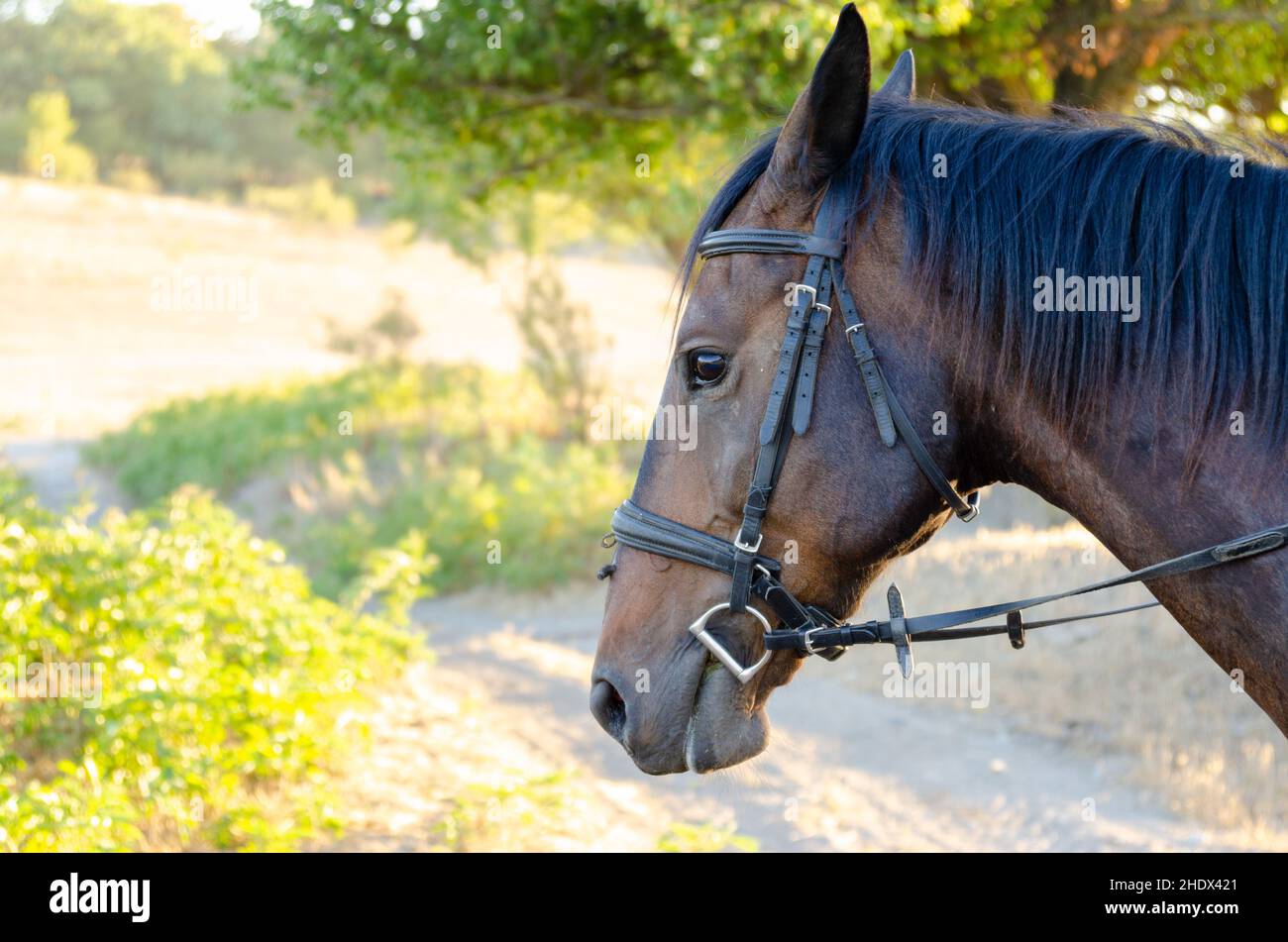 horse, bridle, horses, bridles Stock Photo Alamy