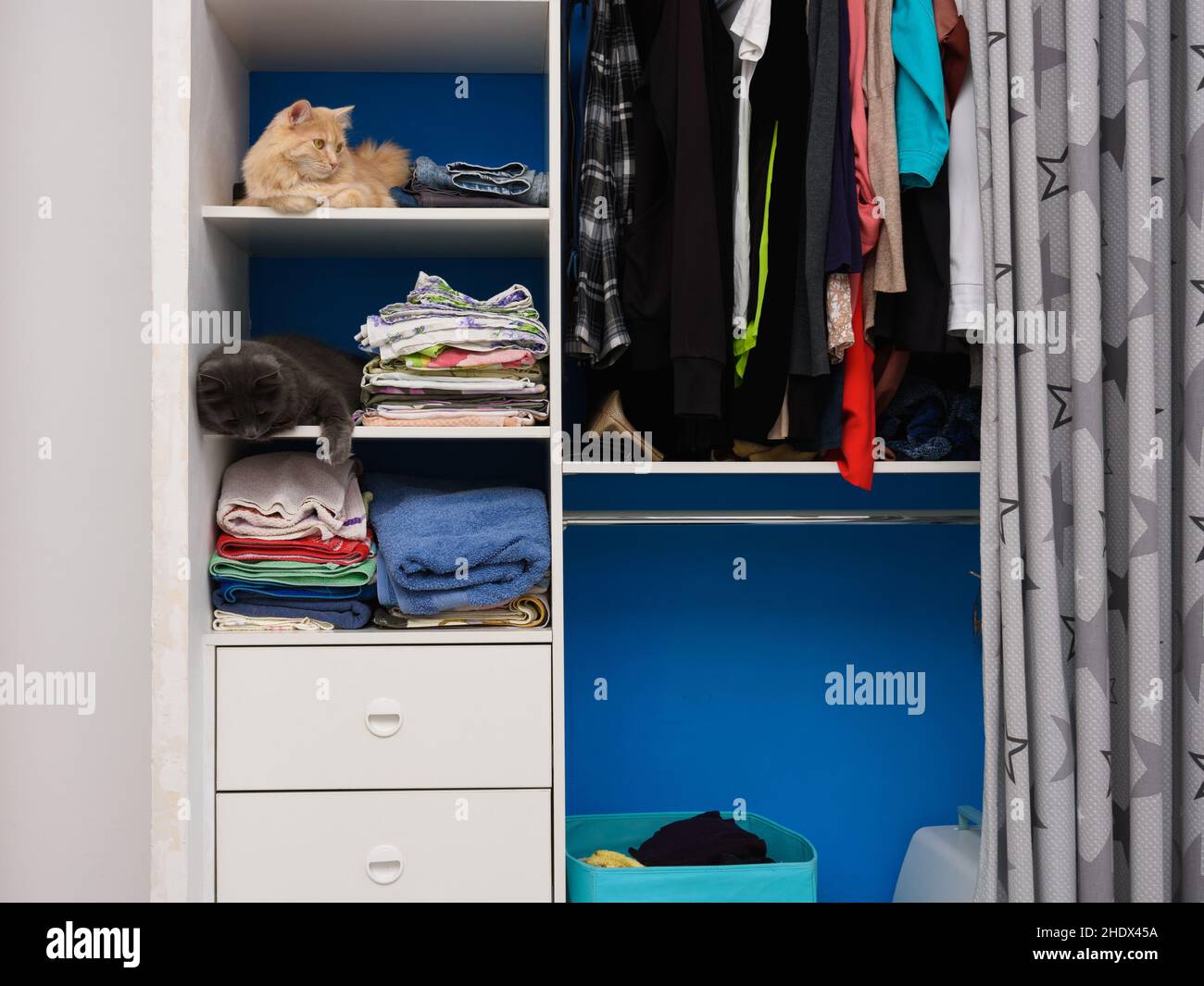 cat, wardrobe, cats, wardrobes Stock Photo Alamy