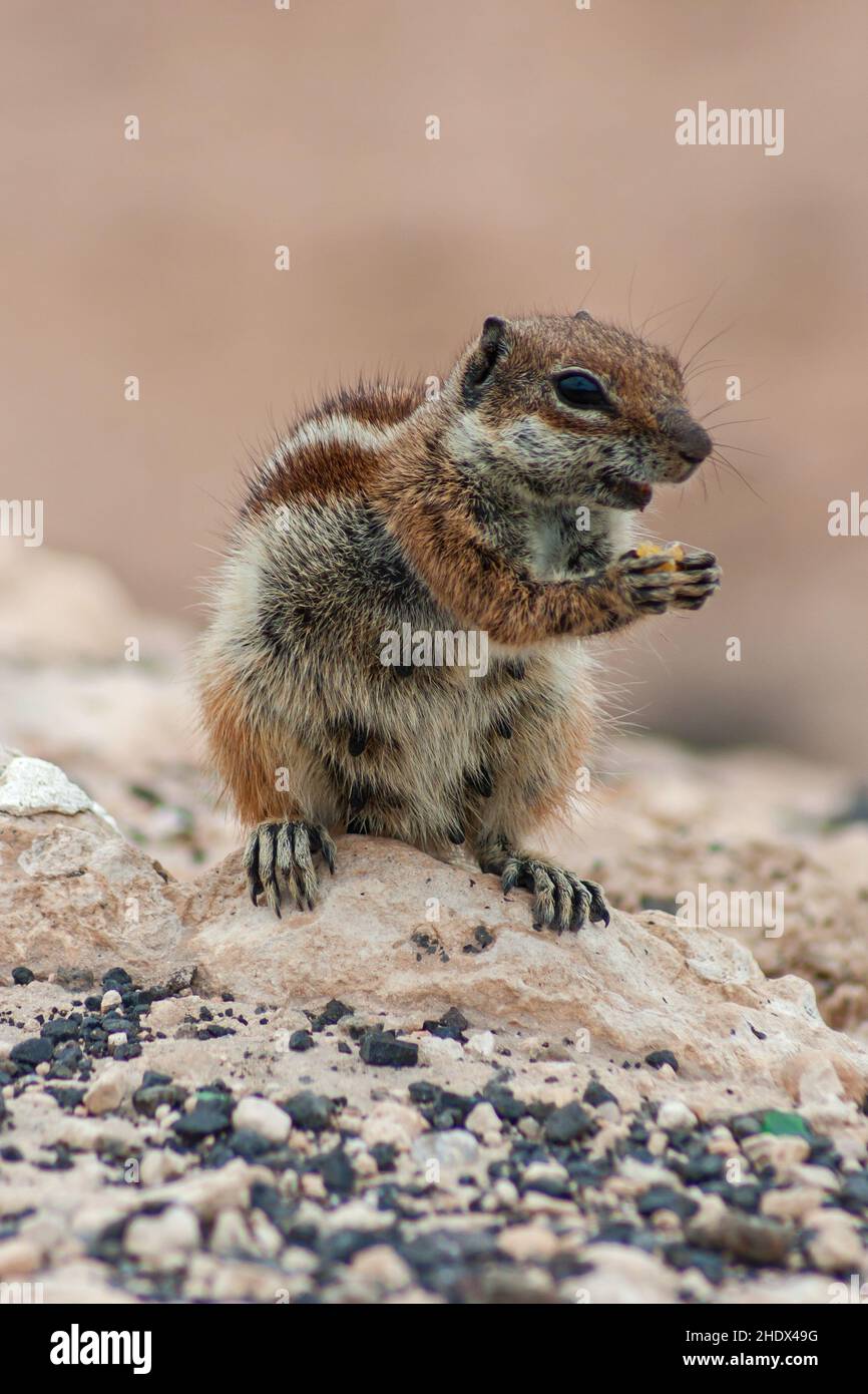 ground squirrel, chipmunk, ground squirrels, chipmunks Stock Photo Alamy