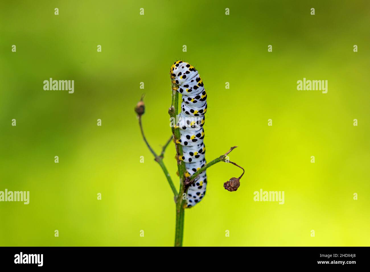 caterpillar, water betony, caterpillars Stock Photo Alamy