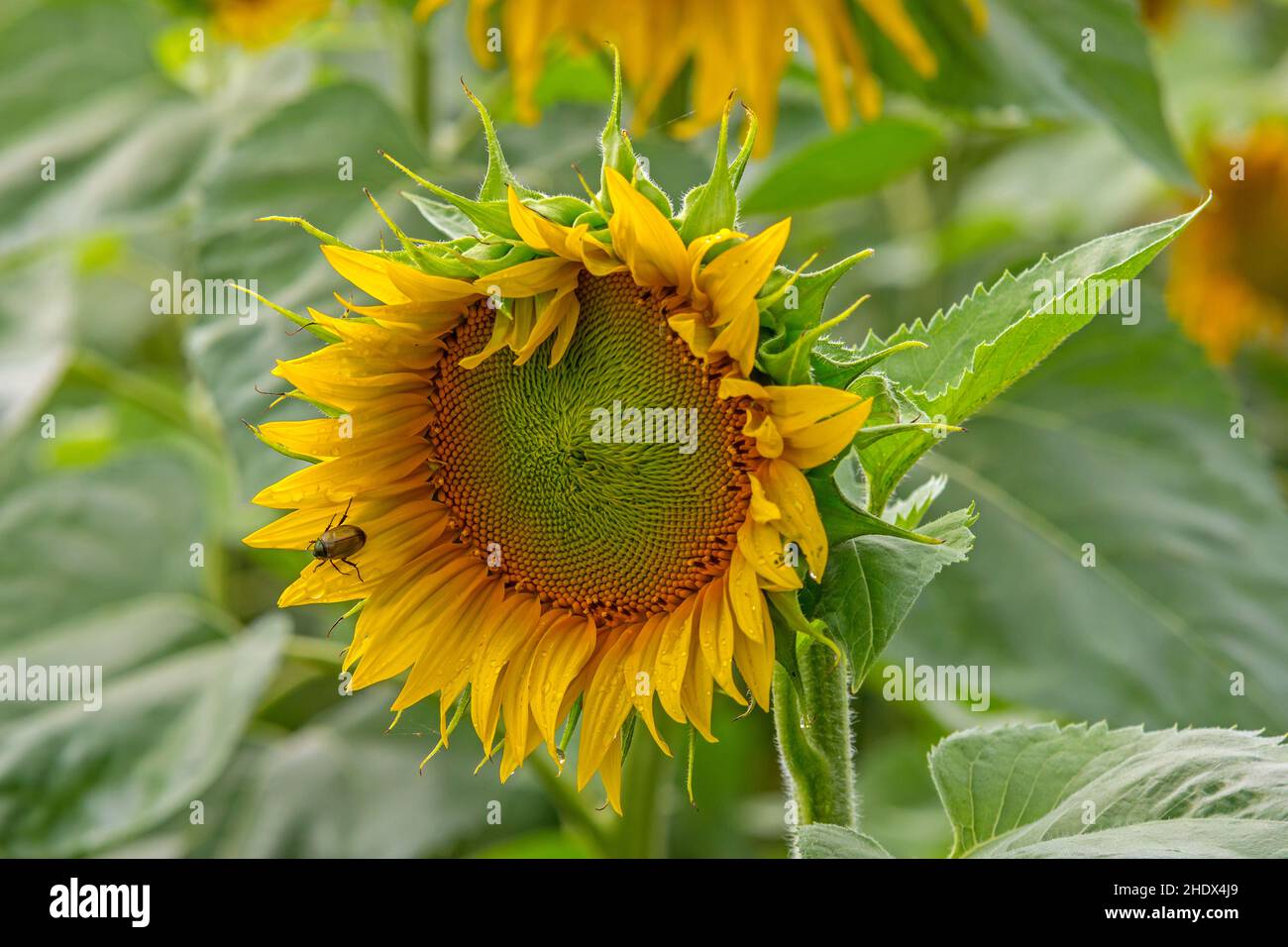 sunflower, beetle, sunflowers, beetles Stock Photo Alamy