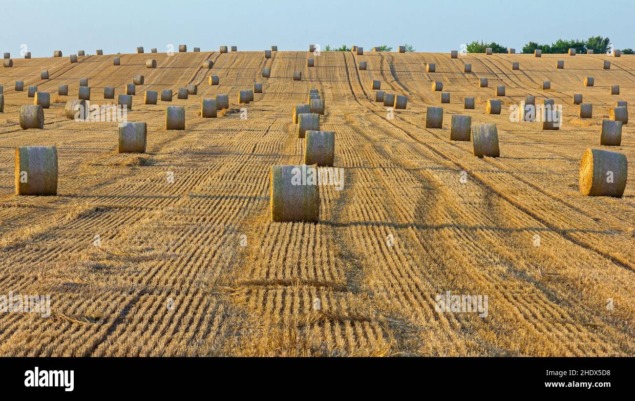 straw, straw bales, field stubble, straws, straw bale, field stubbles