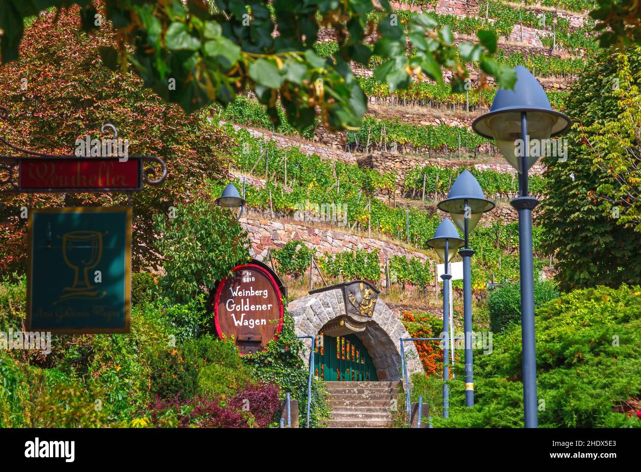 vineyard, goldener wagen, vineyards Stock Photo