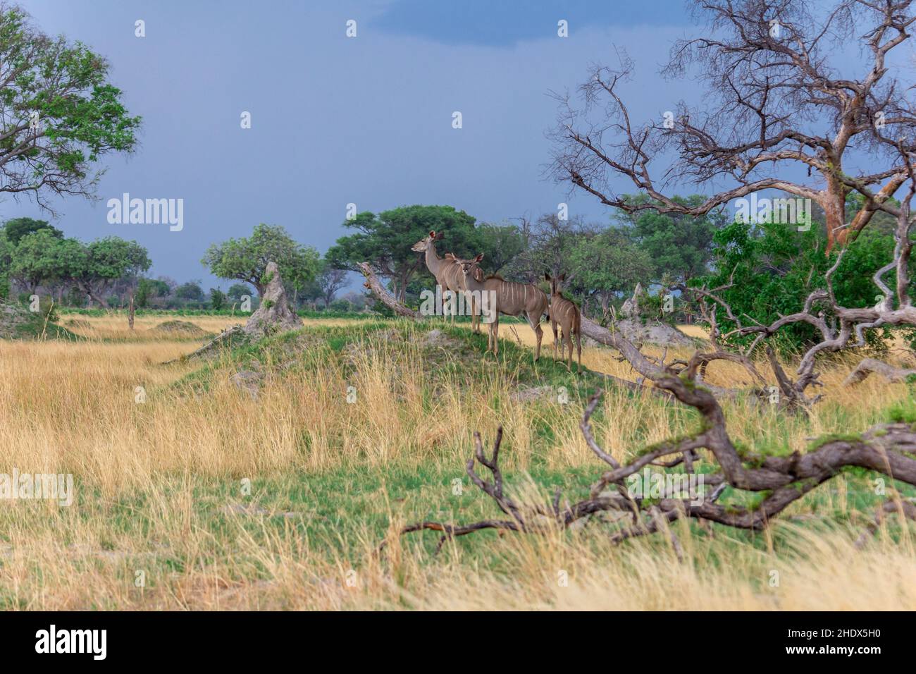 greater kudu, botsuana, greater kudus, tragelaphus strepsiceros, woodland antelope Stock Photo