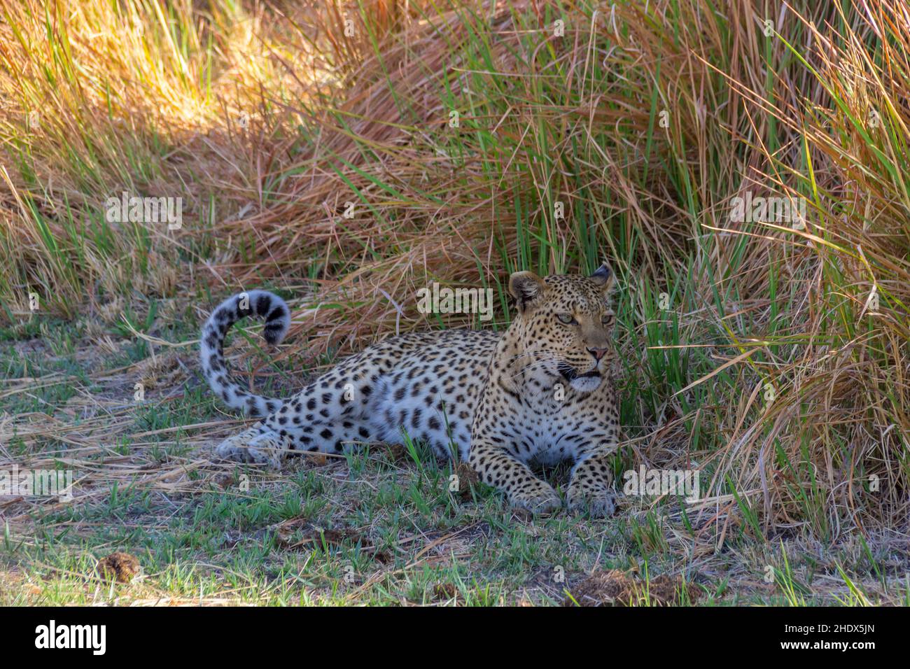 leopard, display boards Stock Photo Alamy
