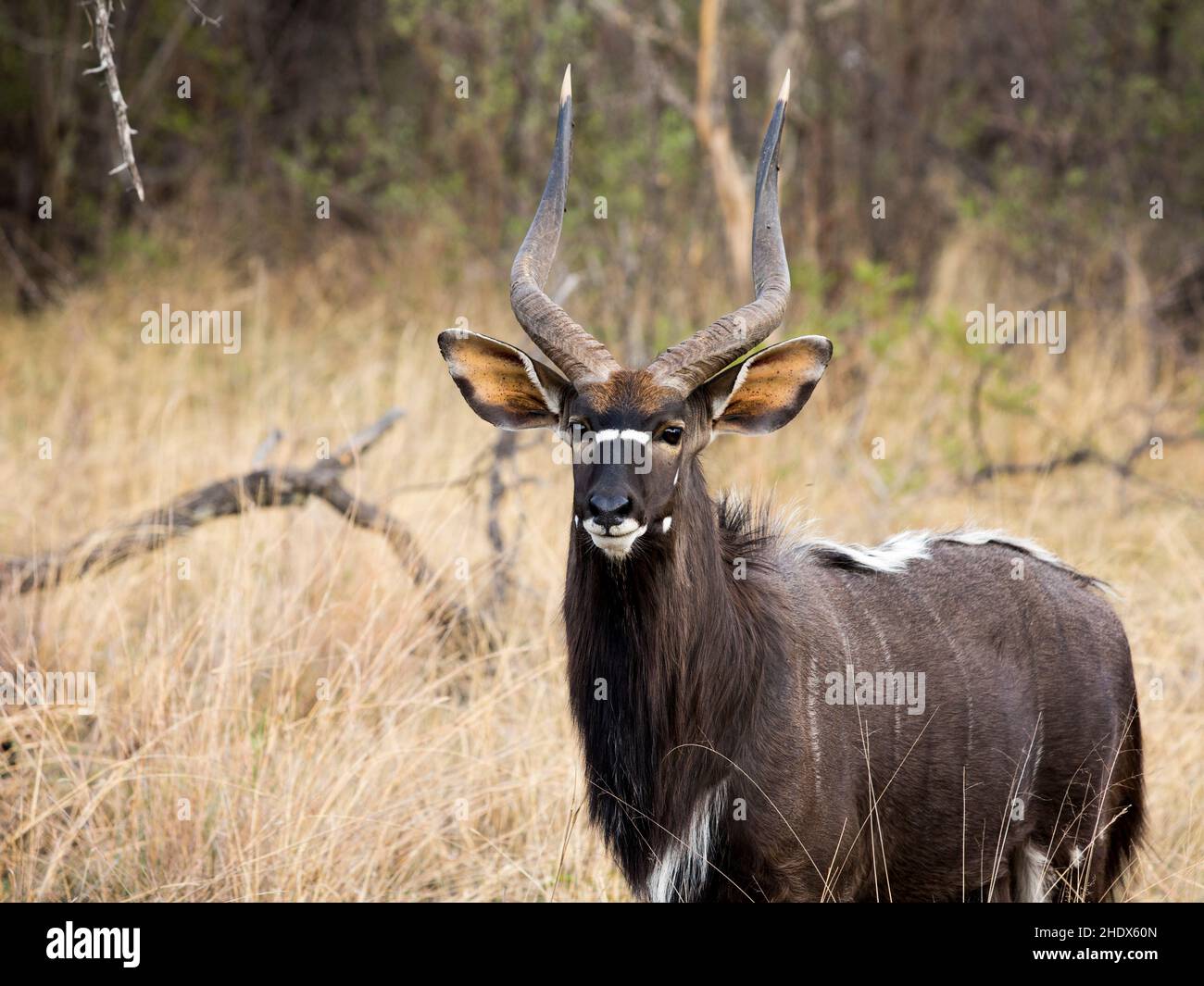 A close-up of a Nyala (Tragelaphus angasii) antelope standing in the tall grass looking at the camera with its long hair, dark brown coat and long hor Stock Photo