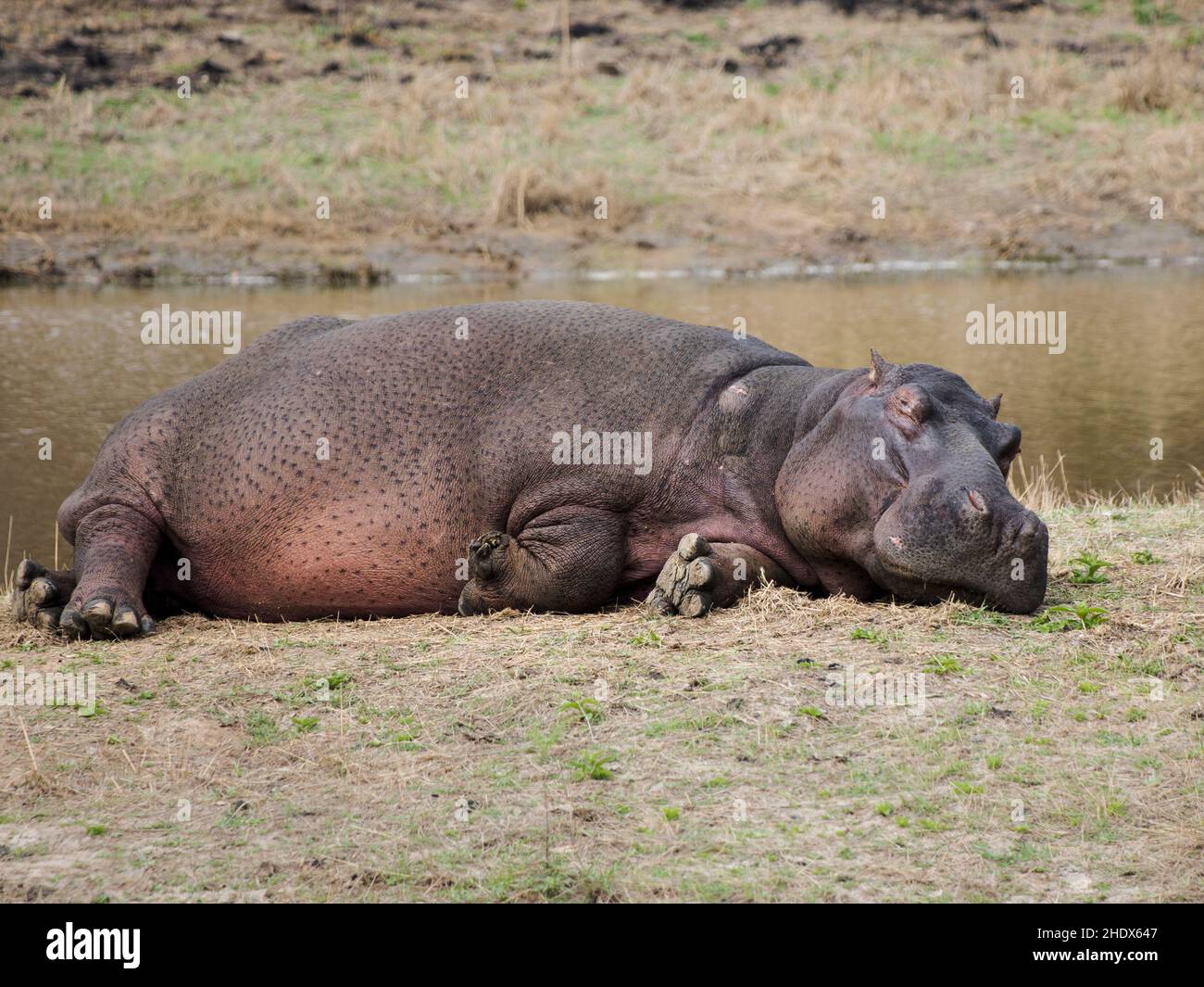 A lazy hippopotamus laying in the morning sun warming its body, sleeping on his side next to the water. Stock Photo
