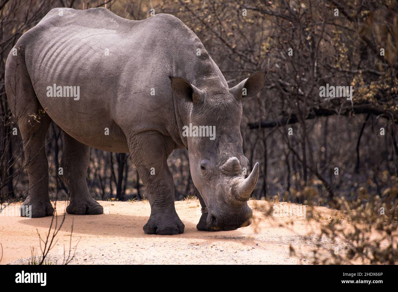 One young White rhinoceros standing in the dirt road facing the camera full length Stock Photo