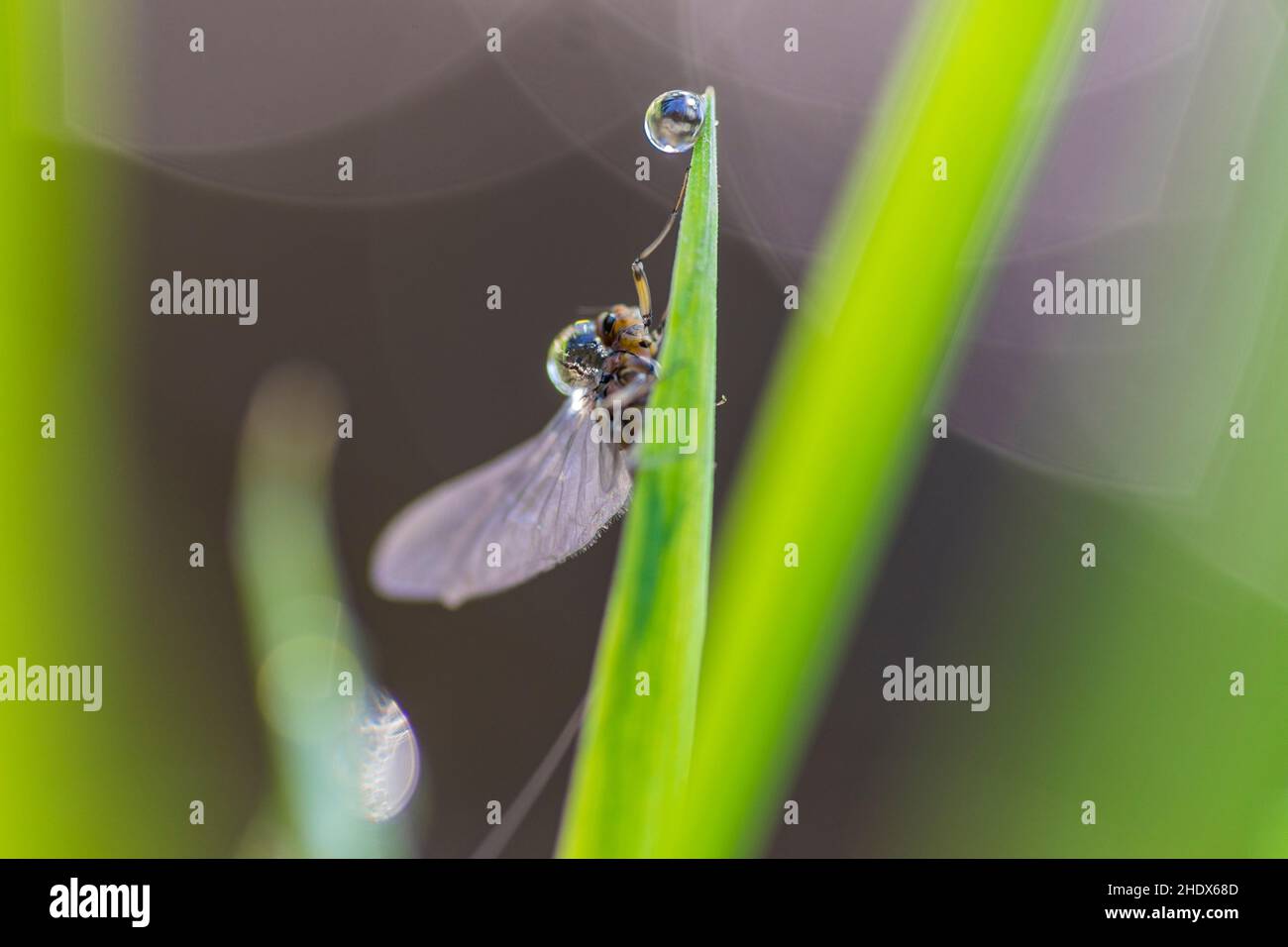 insect, blade of grass, waterdrop, insects, drop of water, water drop