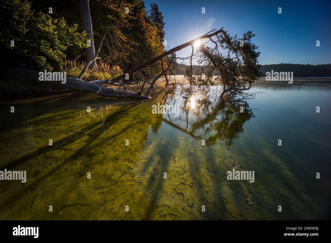 lake, shore, deadwood, lakes, shores, deadwoods Stock Photo