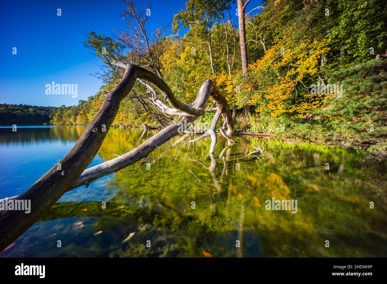 lake, tree trunk, deadwood, lakes, trunks, deadwoods Stock Photo