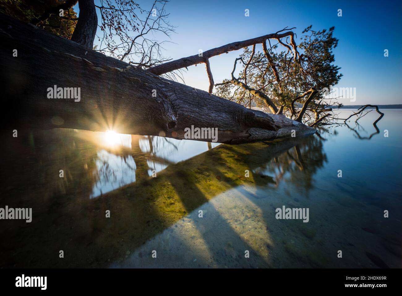 tree trunk, shore, deadwood, trunks, shores, deadwoods Stock Photo