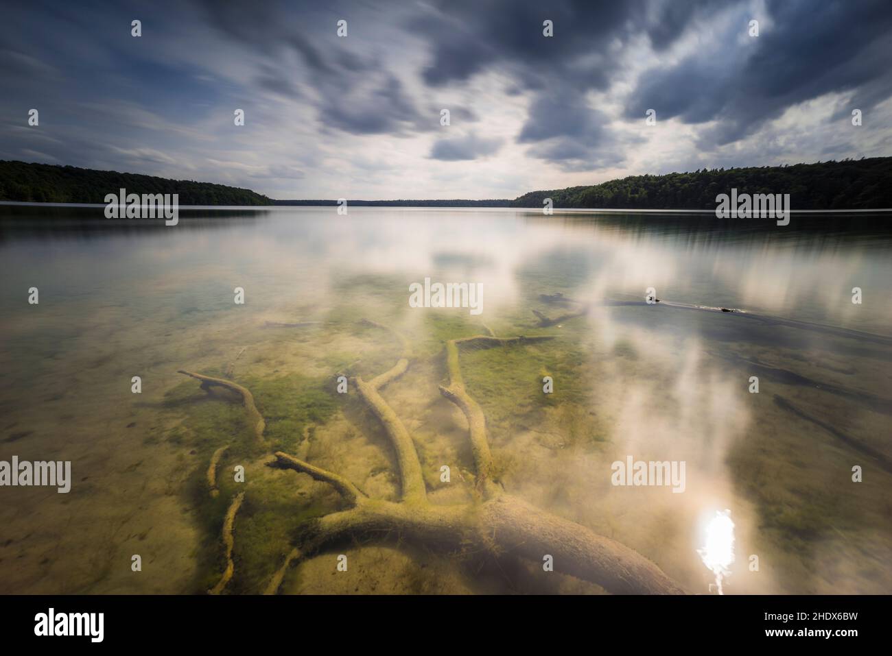 twilight, lake, roots, twilights, lakes, root Stock Photo