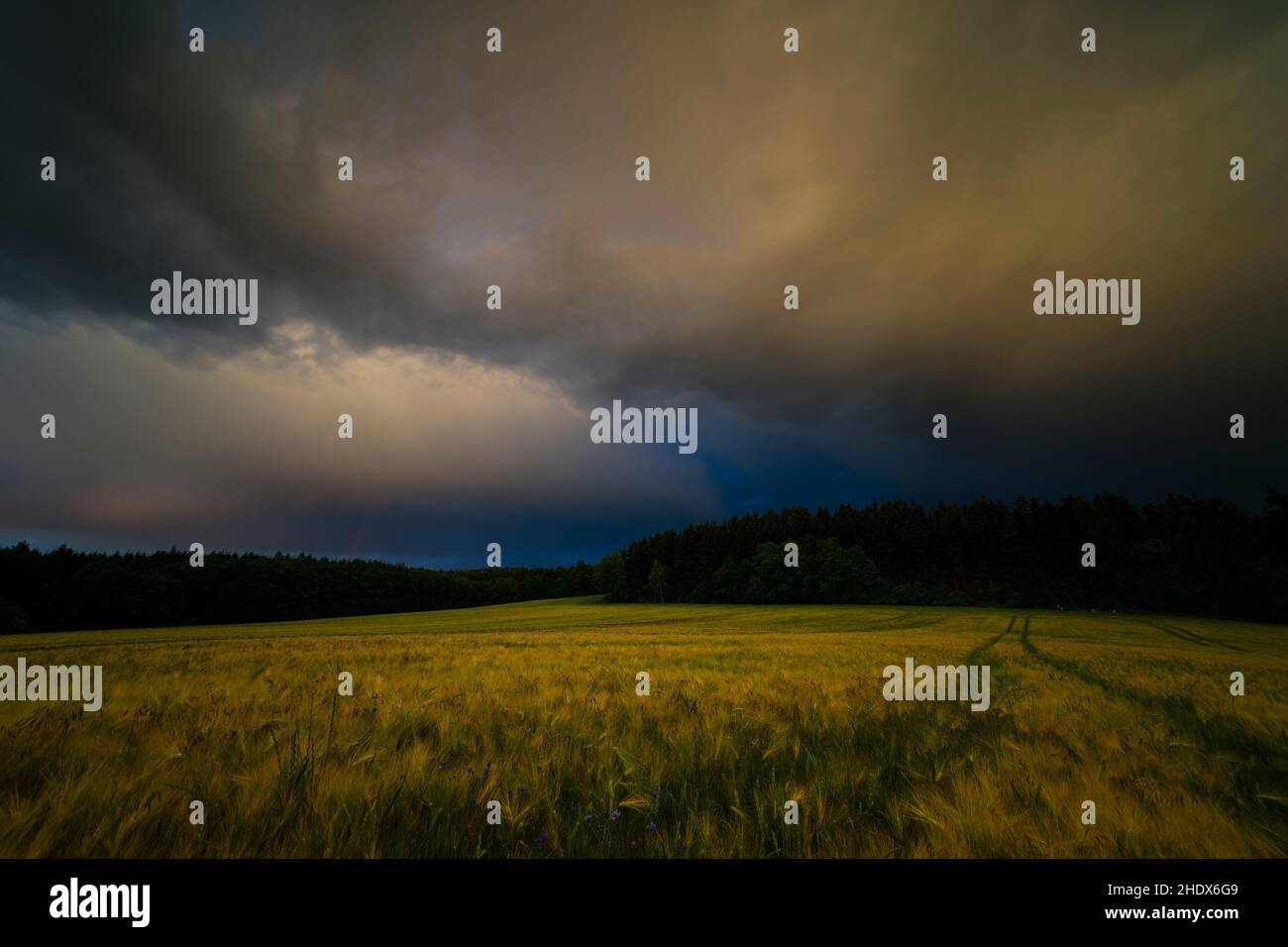 thunderstorm, threatening, wheat field, thunderstorms, wheat fields Stock Photo