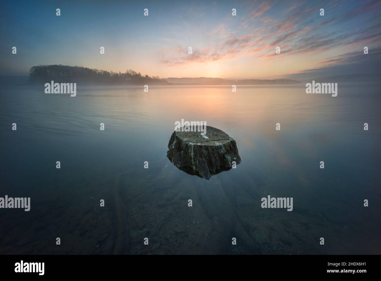 tree stump, tree stumps Stock Photo