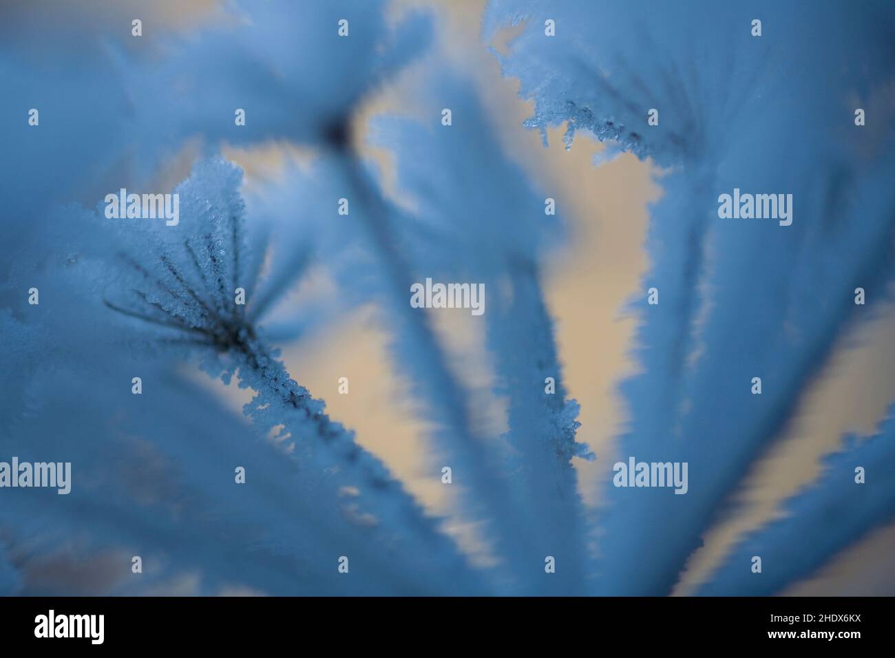 frozen, frost, frozens, frosts Stock Photo Alamy