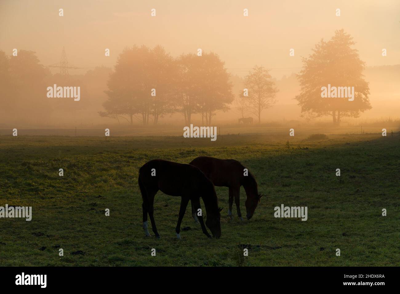 fog, horses, paddock, fogs, horse, paddocks Stock Photo - Alamy